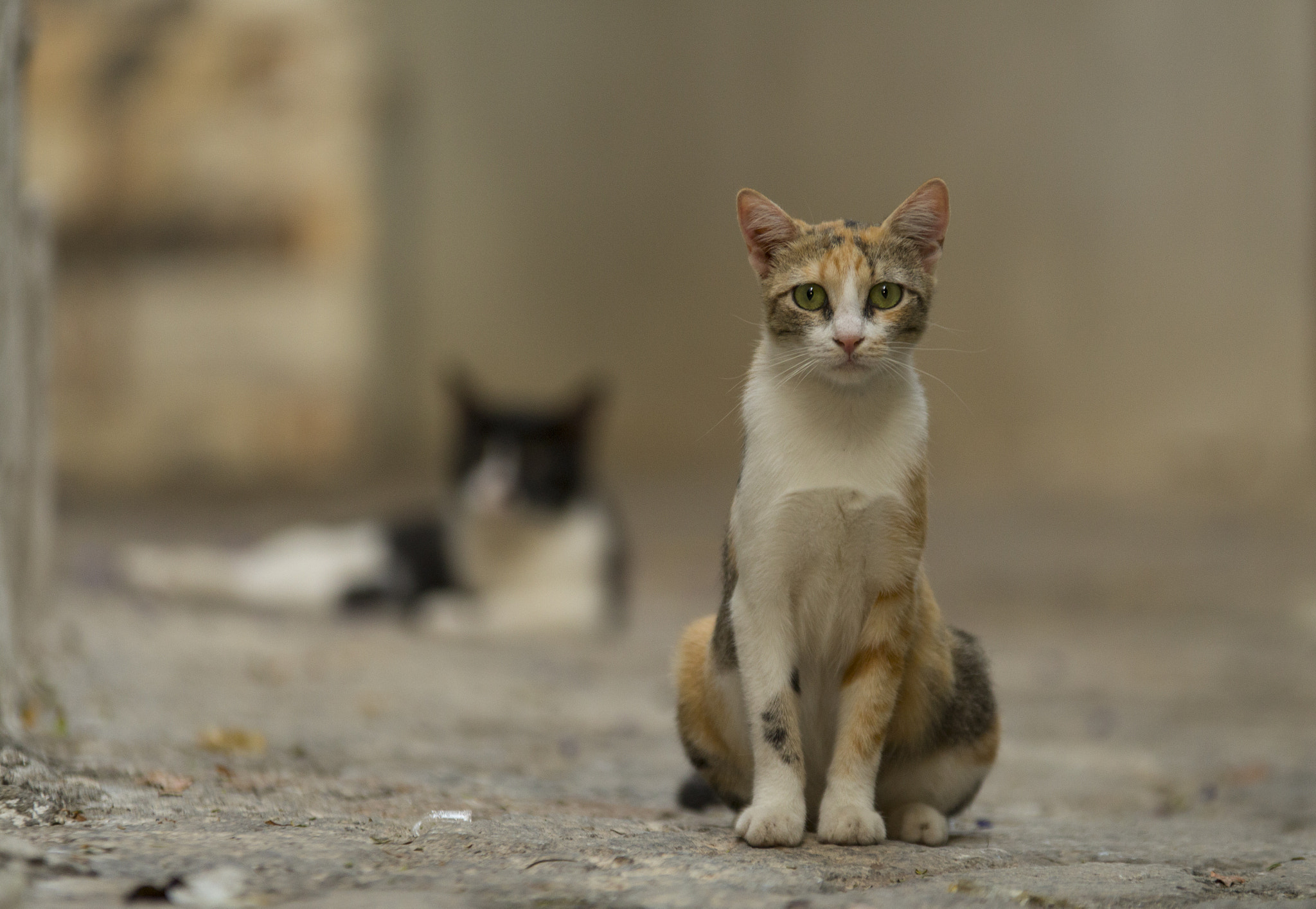 Sigma 70-200mm F2.8 EX DG OS HSM sample photo. Cats photography