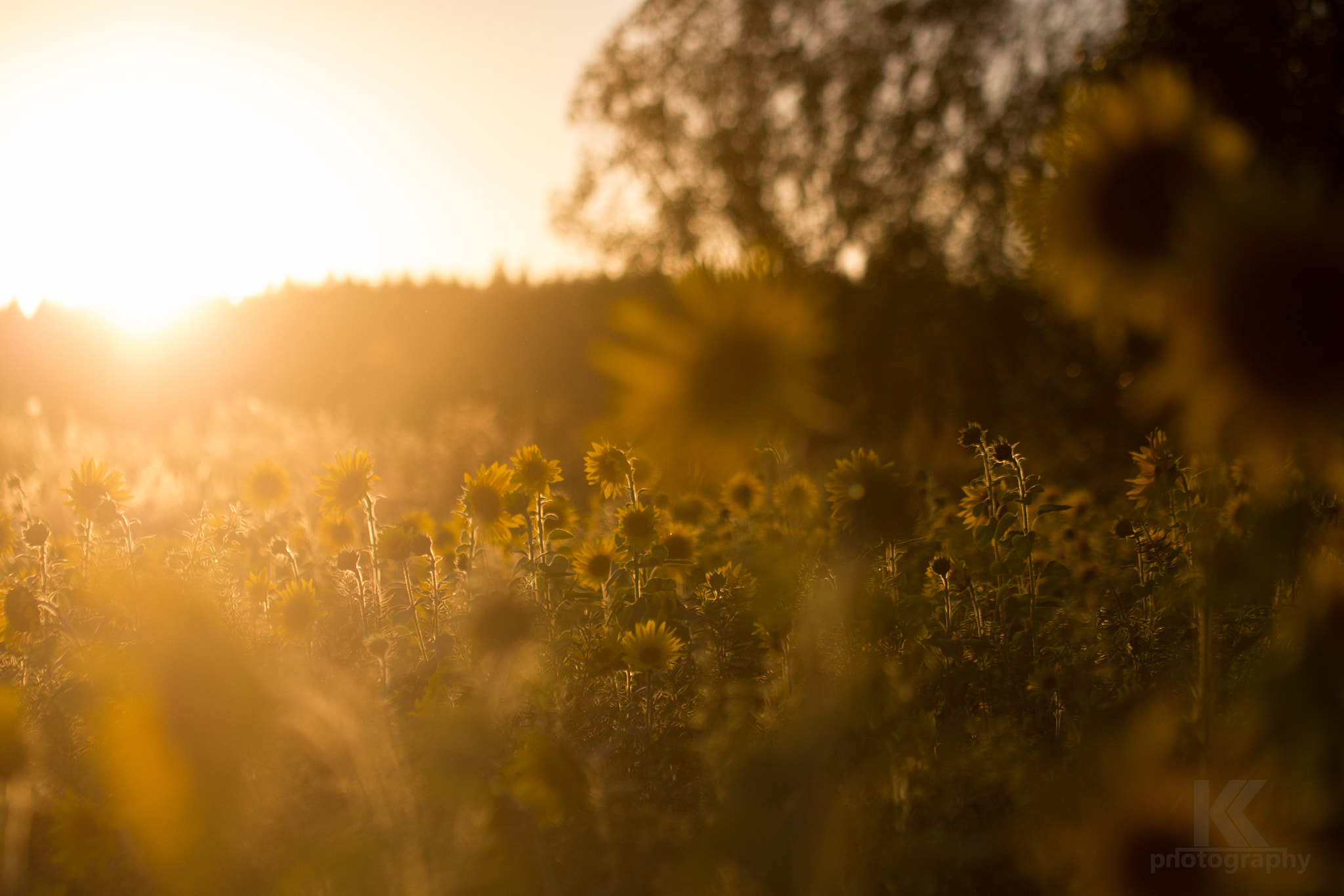 Canon EOS 550D (EOS Rebel T2i / EOS Kiss X4) + Canon EF 100mm F2.8L Macro IS USM sample photo. Mehrere sonnen.. | ..several suns photography