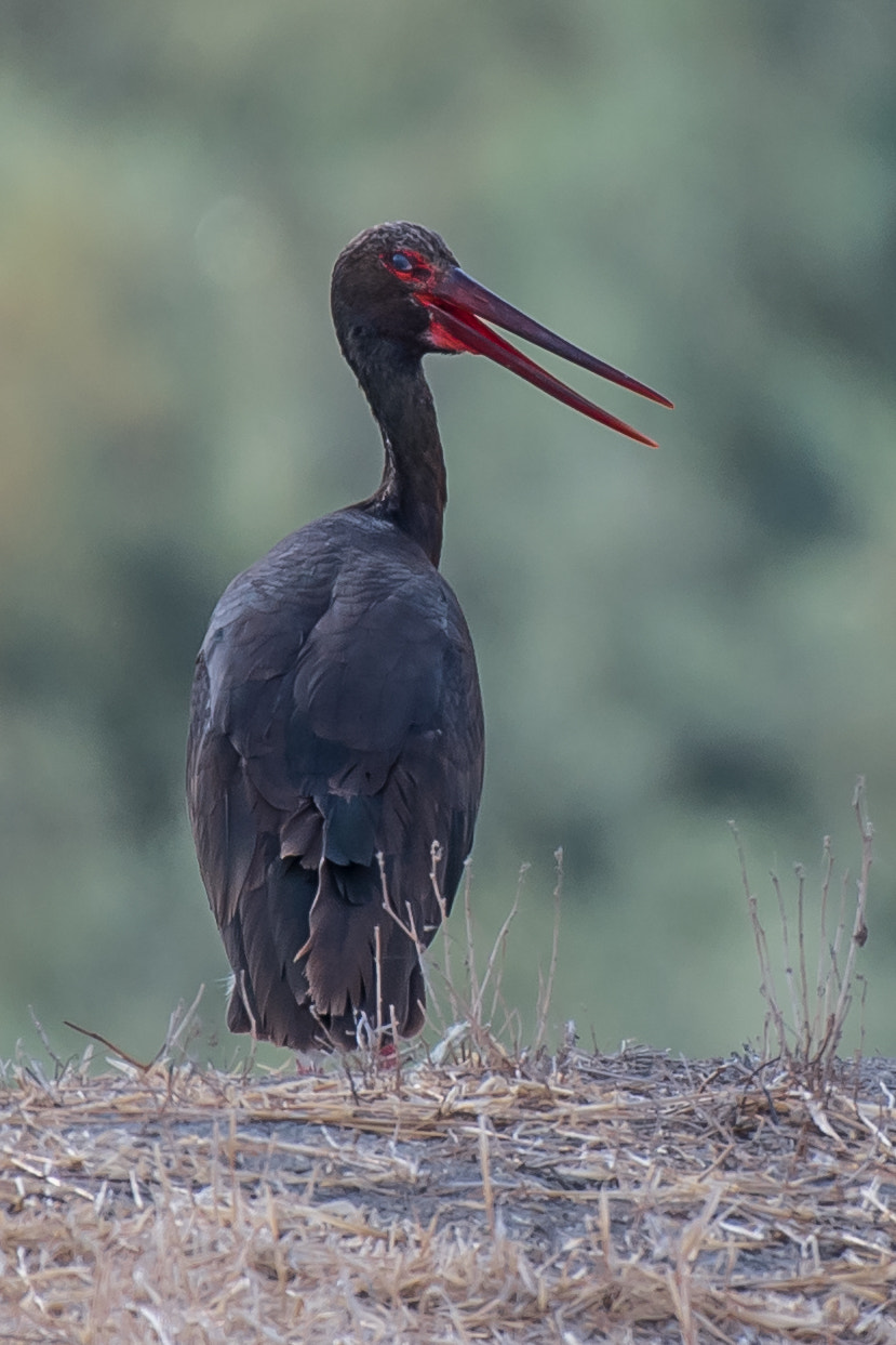 Nikon AF-S Nikkor 200-500mm F5.6E ED VR sample photo. A deep look photography