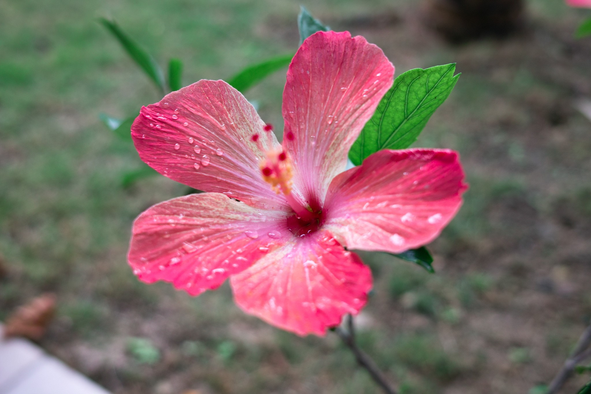 Sigma DP2x sample photo. A flower photography