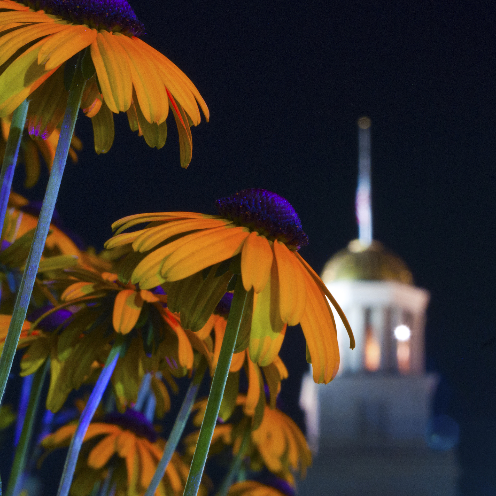 Sony Alpha DSLR-A700 sample photo. Old capital flowers photography