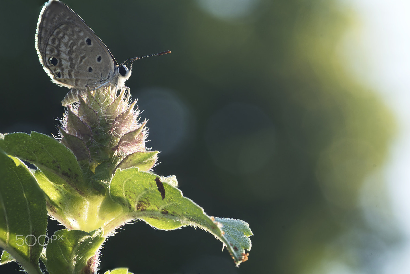 Tamron SP AF 90mm F2.8 Di Macro sample photo. Stke photography