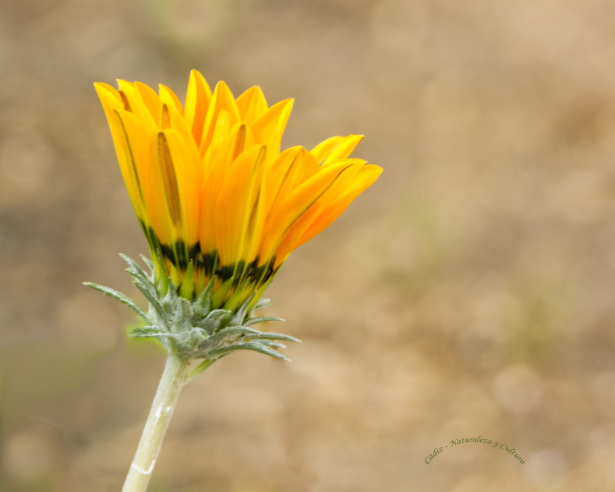 Tamron SP 150-600mm F5-6.3 Di VC USD sample photo. Antorcha olímpica ... photography