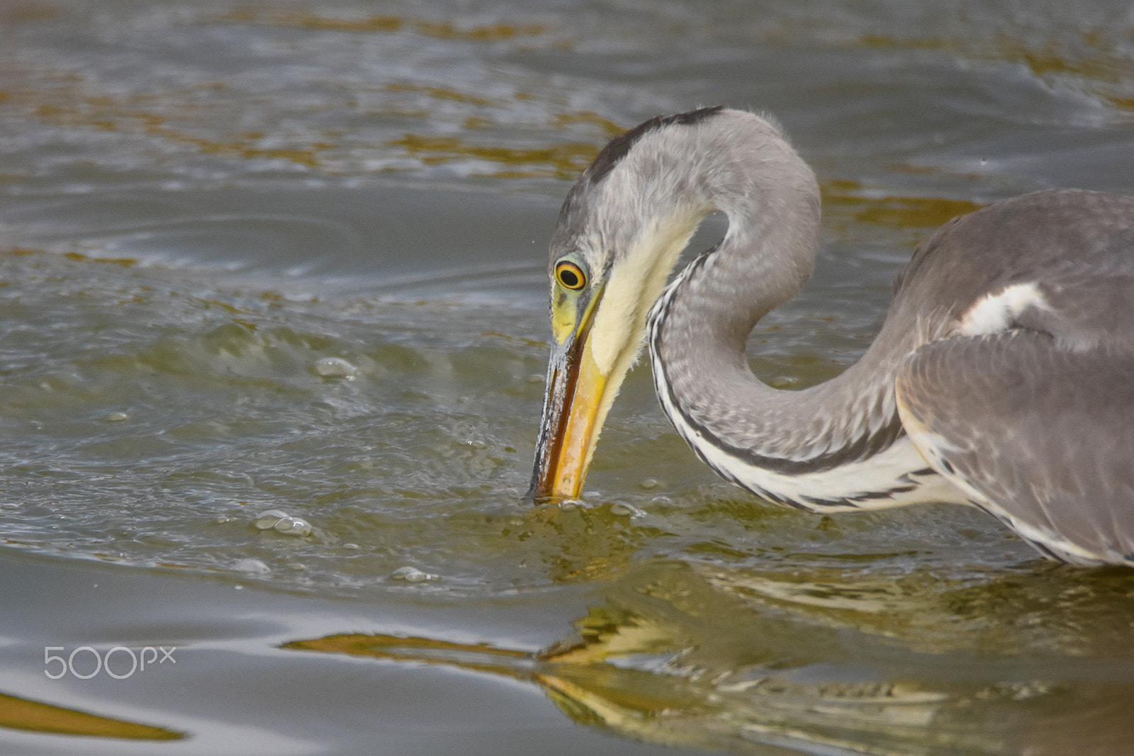 Tamron SP 150-600mm F5-6.3 Di VC USD sample photo. Heron lunch photography