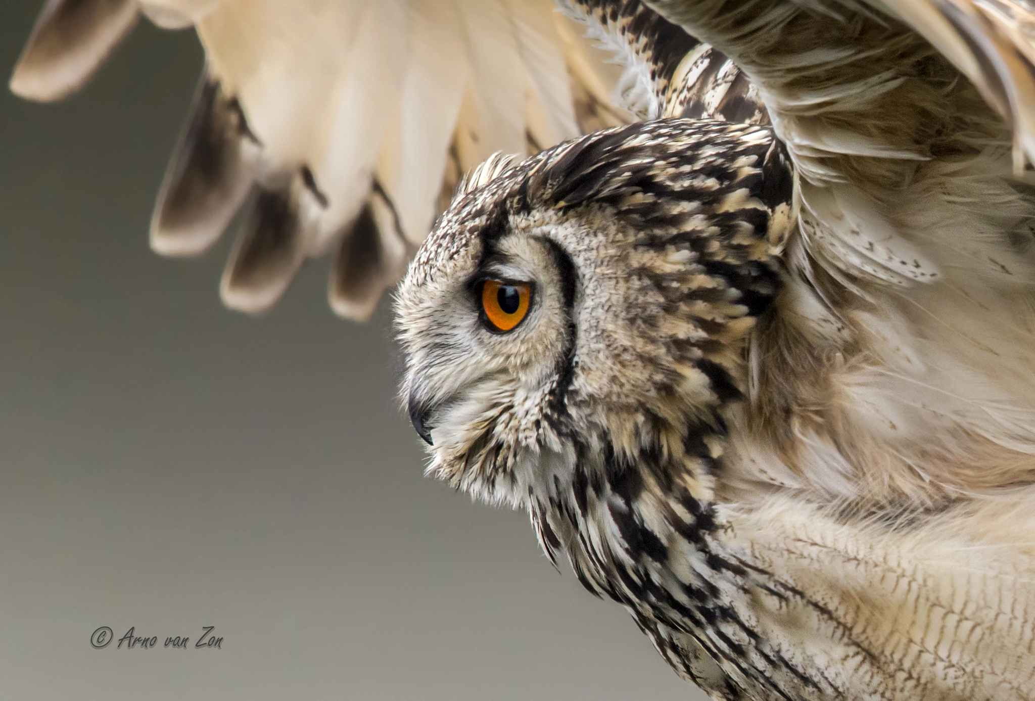Canon EOS-1D X sample photo. Fly like an eagle (owl)... photography
