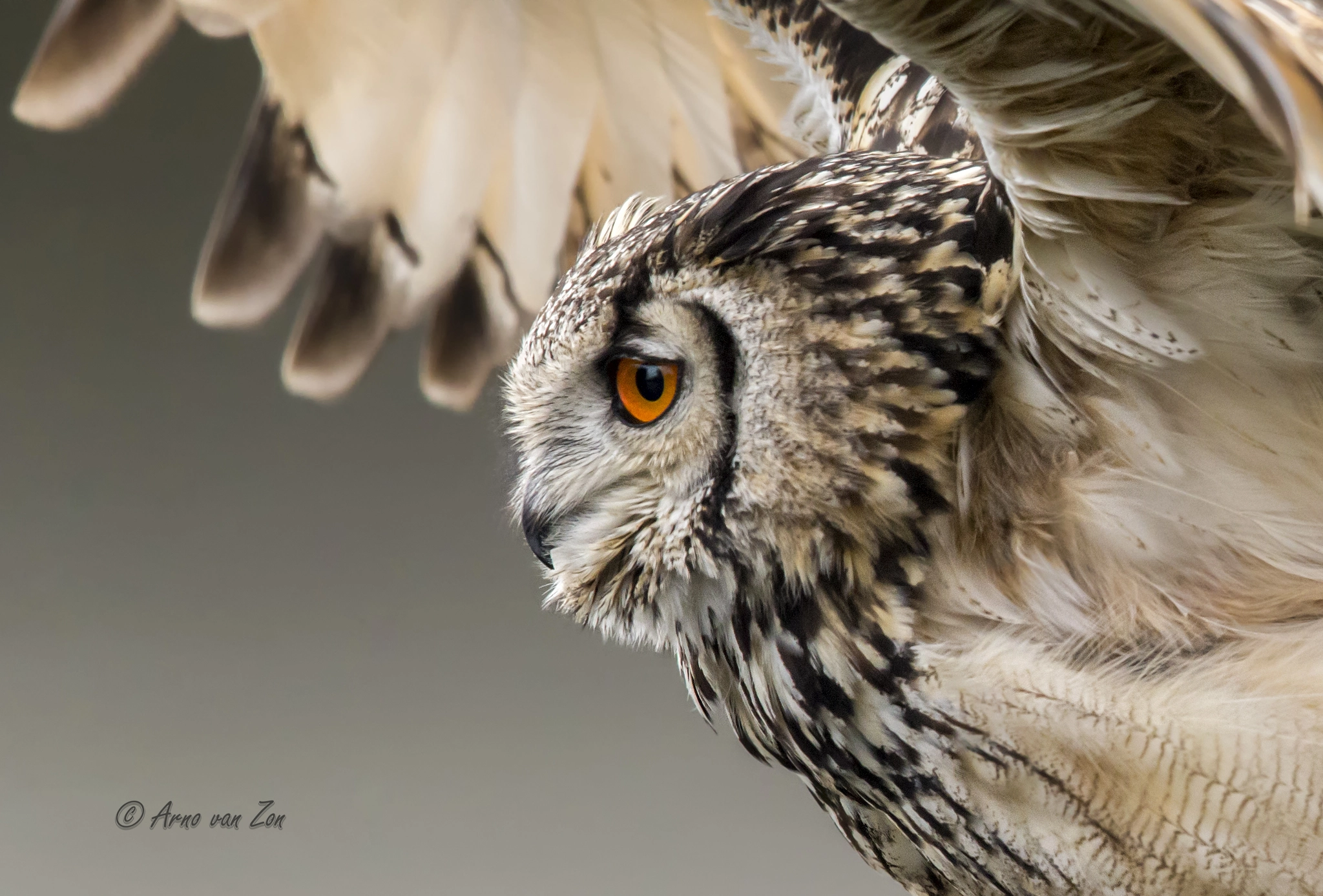 Canon EF 600mm F4L IS II USM sample photo. Fly like an eagle (owl)... photography