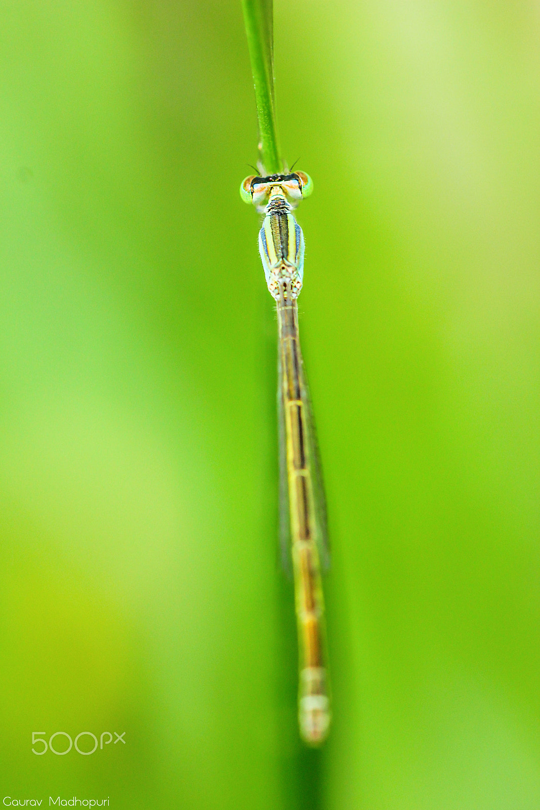 Canon EOS 600D (Rebel EOS T3i / EOS Kiss X5) + Canon EF 100mm F2.8L Macro IS USM sample photo. Damselfly photography