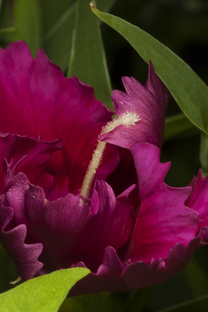 Tamron SP AF 90mm F2.8 Di Macro sample photo. Fall photography