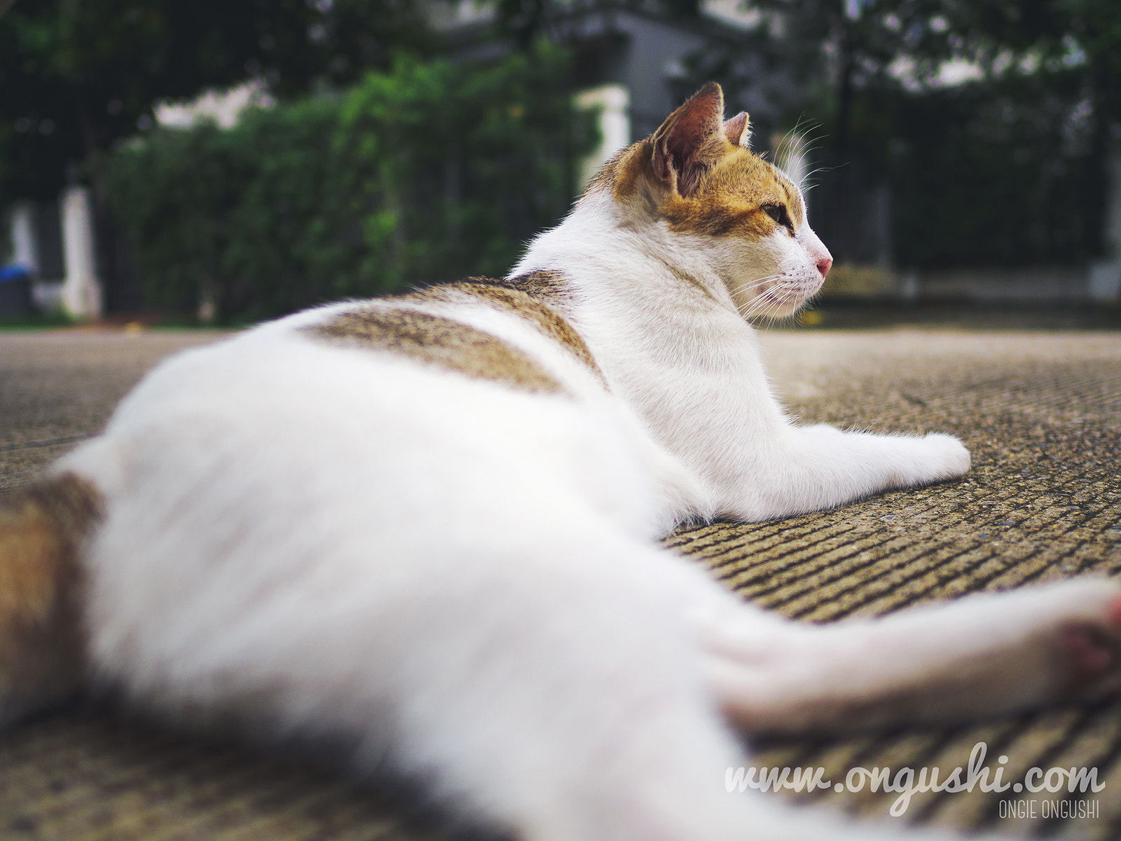 Olympus OM-D E-M10 II sample photo. Cat 154: take it easy photography