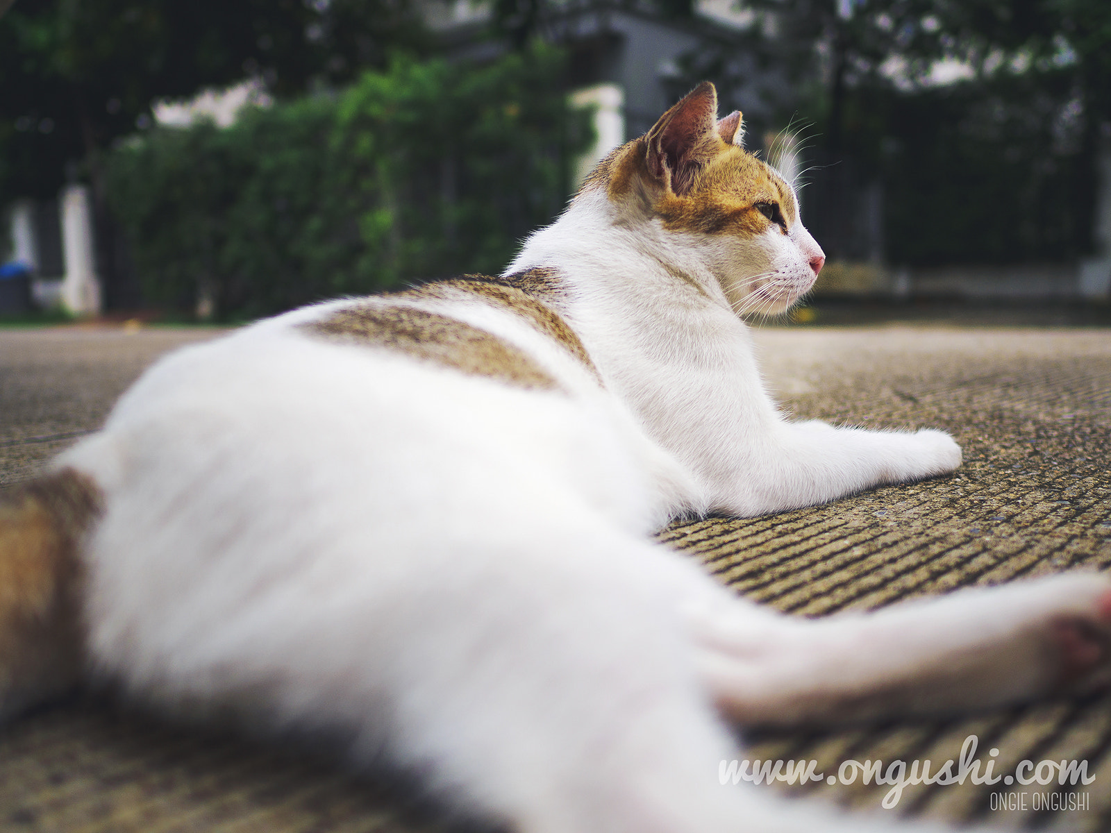 Olympus OM-D E-M10 II + LEICA DG SUMMILUX 15/F1.7 sample photo. Cat 154: take it easy photography