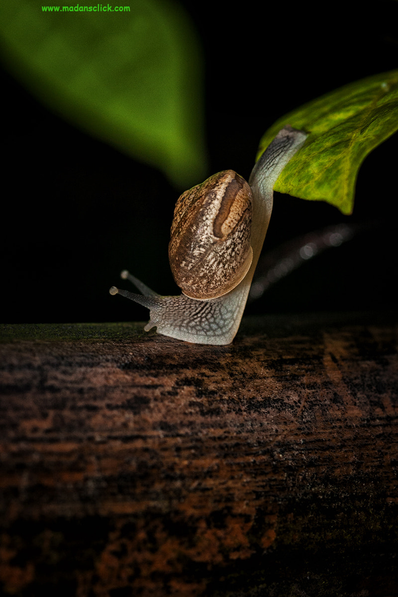 Canon EF 100mm F2.8 Macro USM sample photo. Snail photography