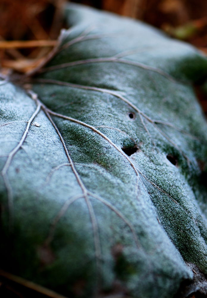 Nikon AF-S Micro-Nikkor 105mm F2.8G IF-ED VR sample photo. Frost on leaves photography