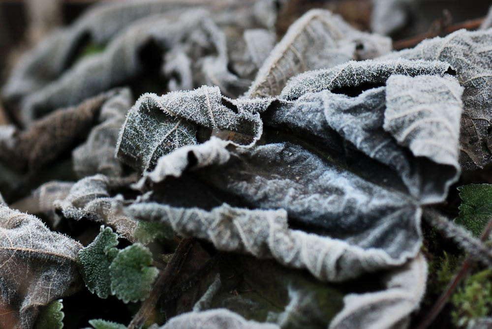 Nikon D80 + Nikon AF-S Micro-Nikkor 105mm F2.8G IF-ED VR sample photo. Frost on leaves photography