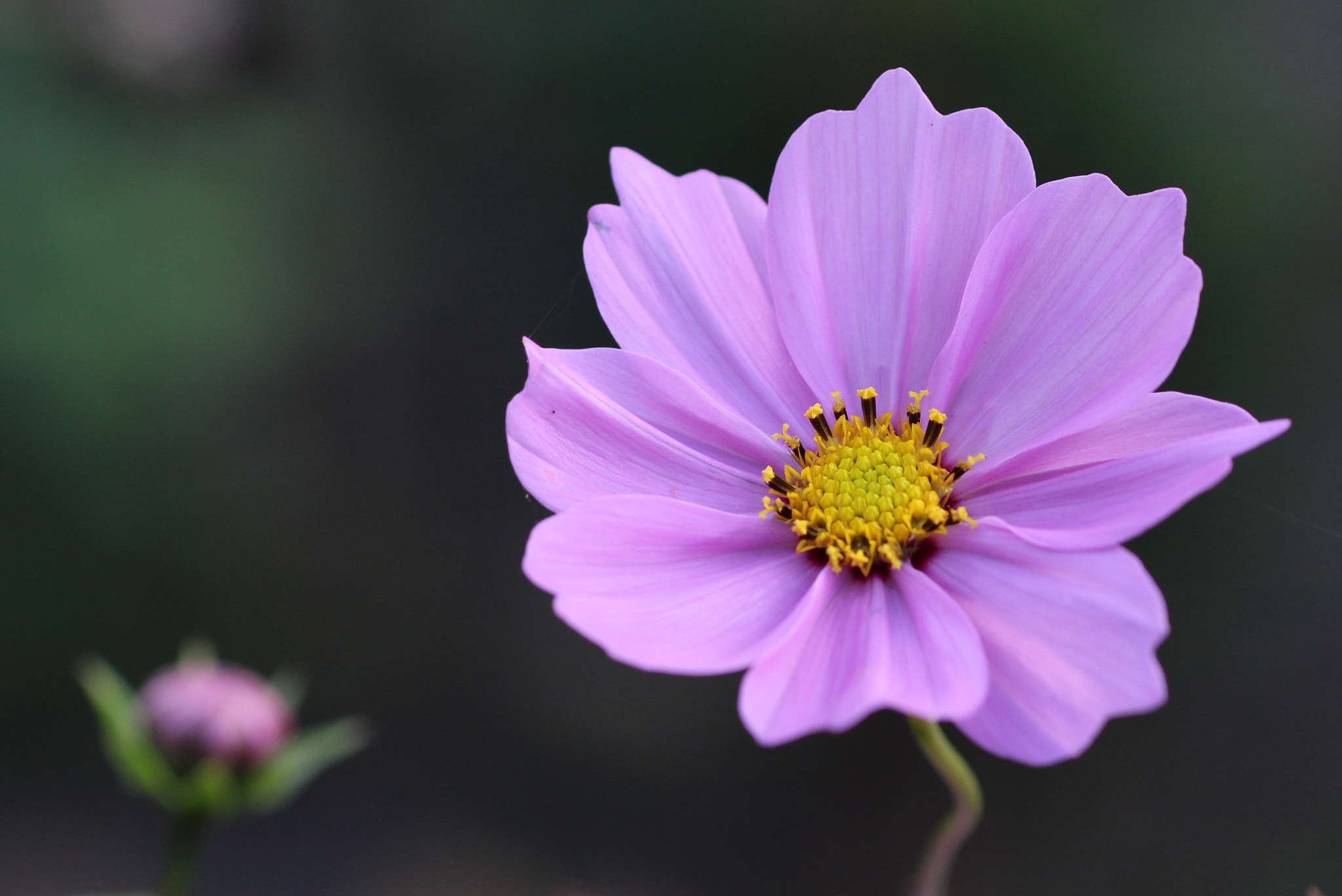 Canon EOS 700D (EOS Rebel T5i / EOS Kiss X7i) + Canon EF 100mm F2.8 Macro USM sample photo. I have a 20 year old macro lens of my grandma with ... photography