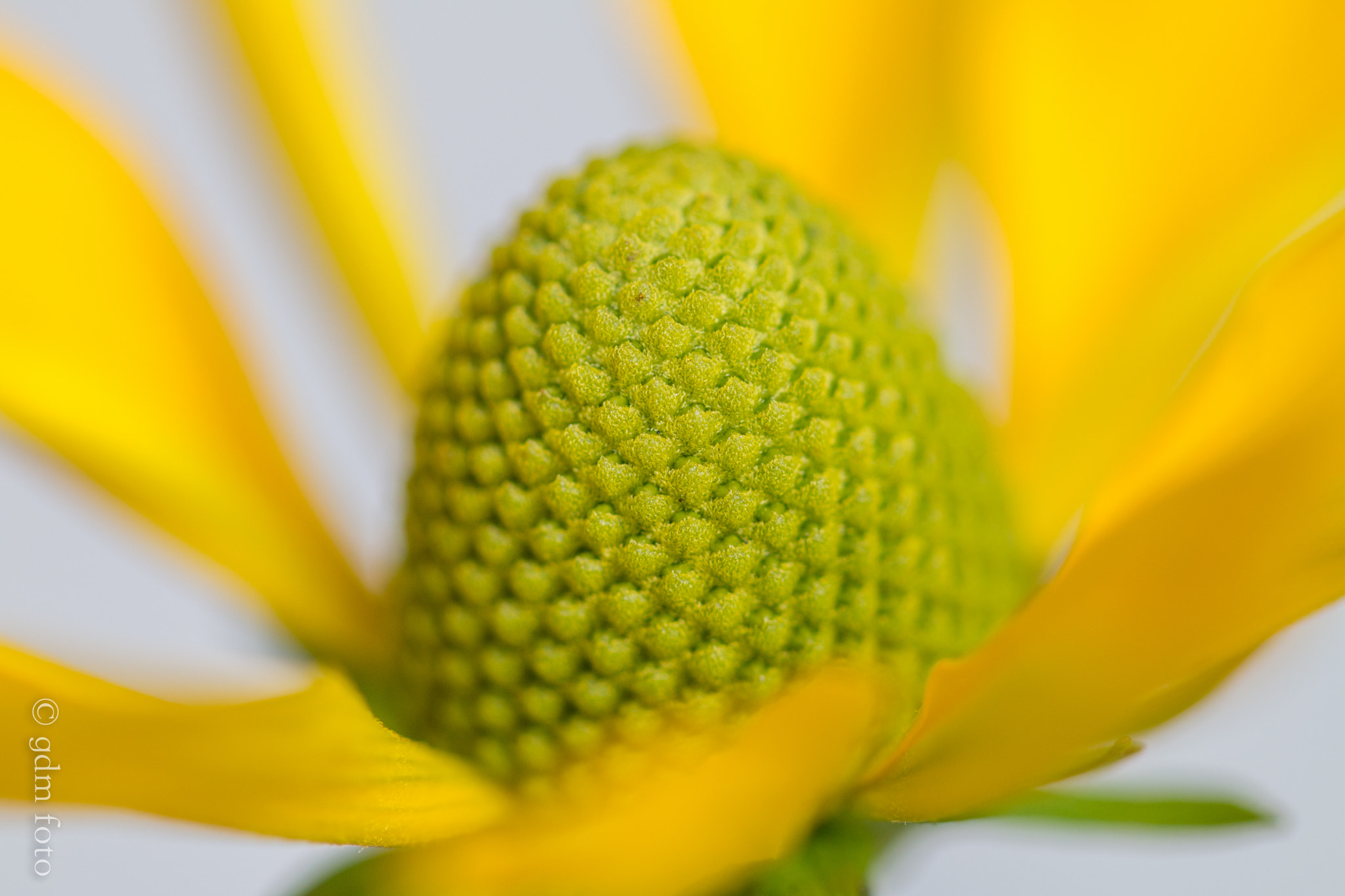 Canon EOS 70D + Canon EF 100mm F2.8L Macro IS USM sample photo. Helenium flower photography