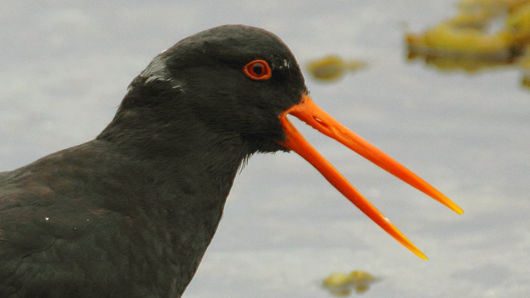 Tamron SP 150-600mm F5-6.3 Di VC USD sample photo. Oystercatcher photography