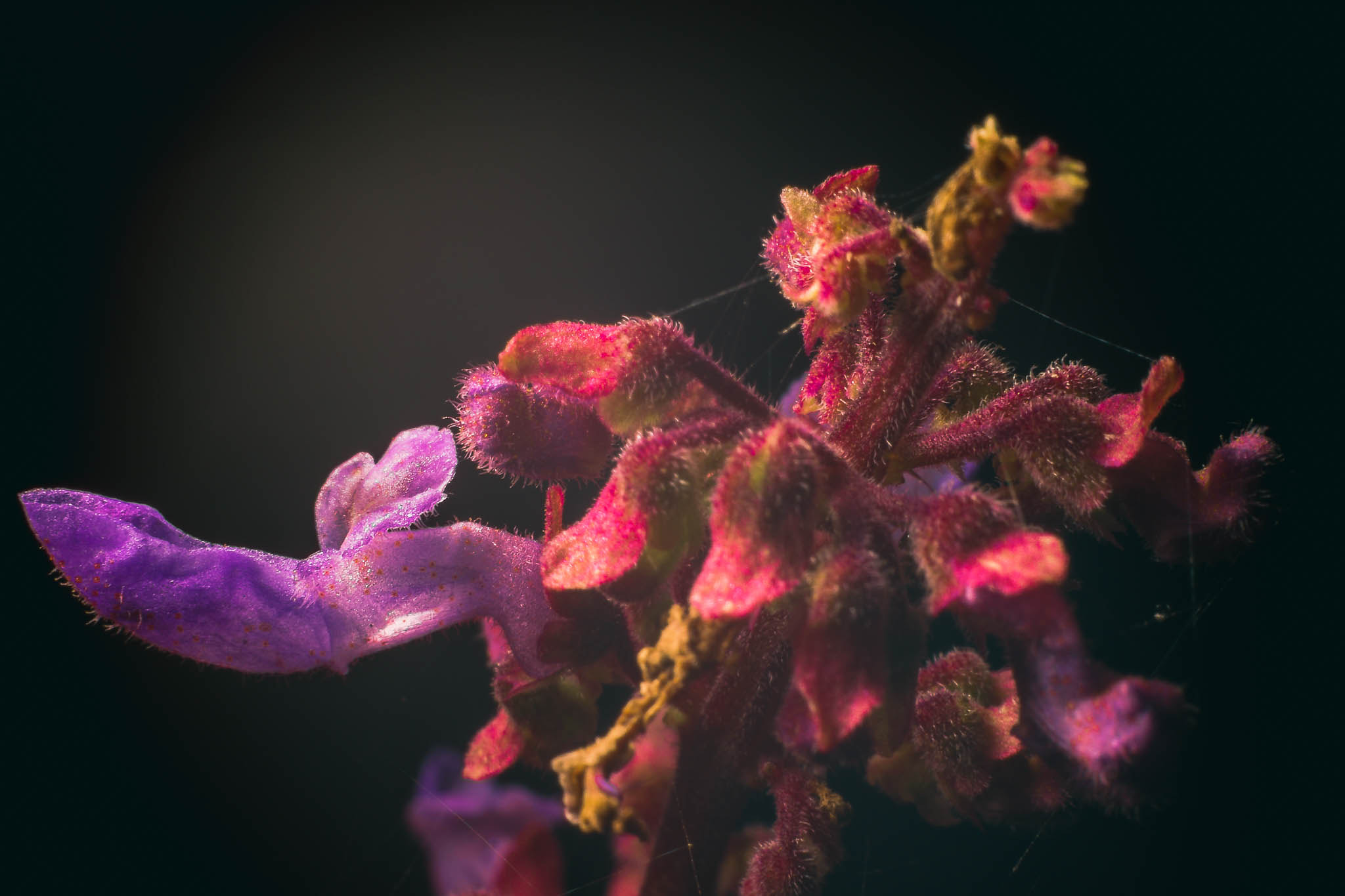 NX 30mm F2 sample photo. Purple petals photography