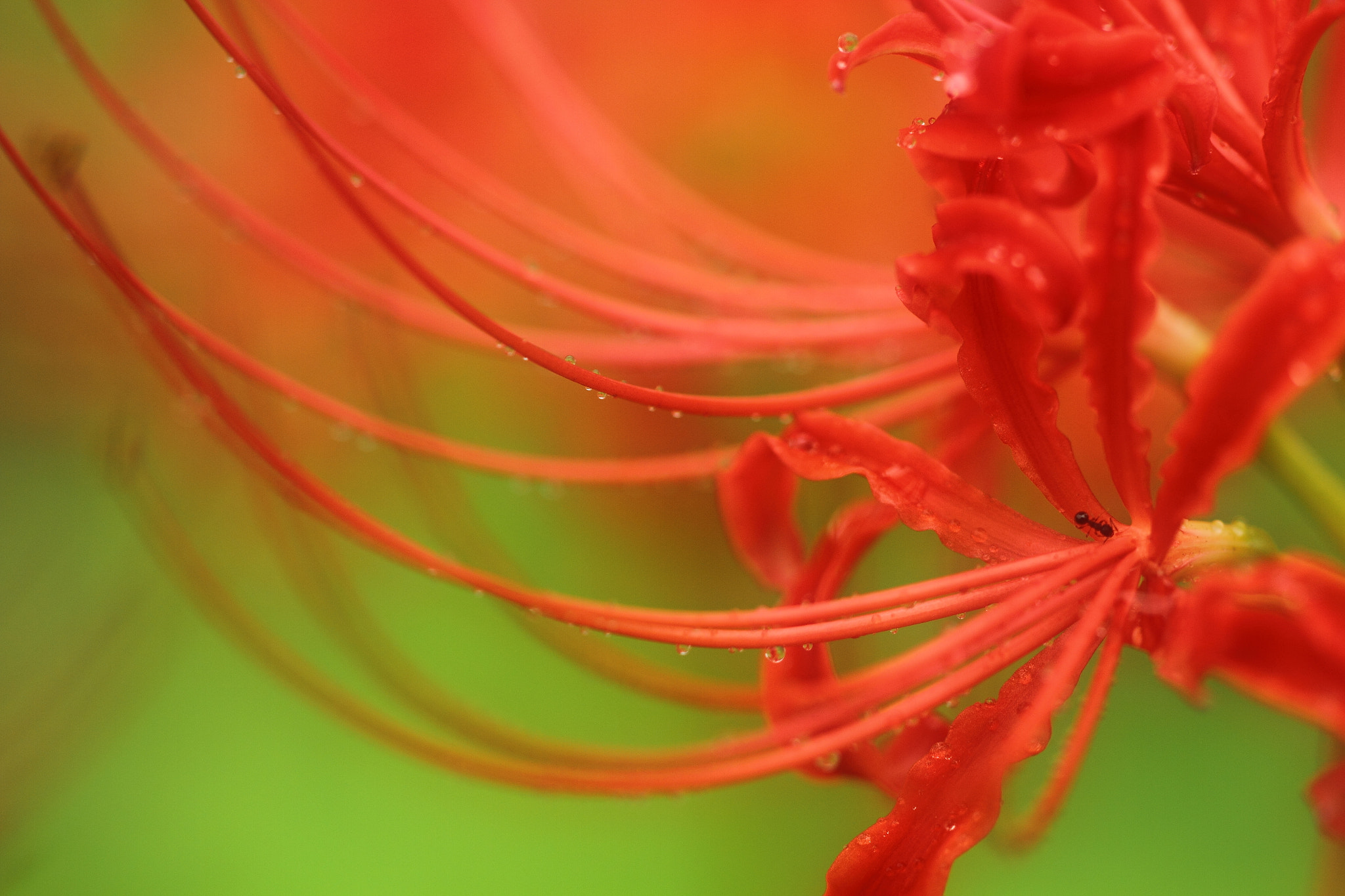 Sigma APO Macro 150mm f/2.8 EX DG HSM sample photo. Flower photography