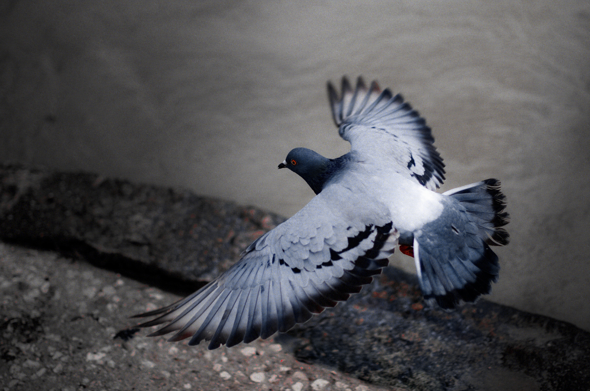 Nikon D300 + Nikon AF-S Nikkor 50mm F1.4G sample photo. Juste un pigeon photography