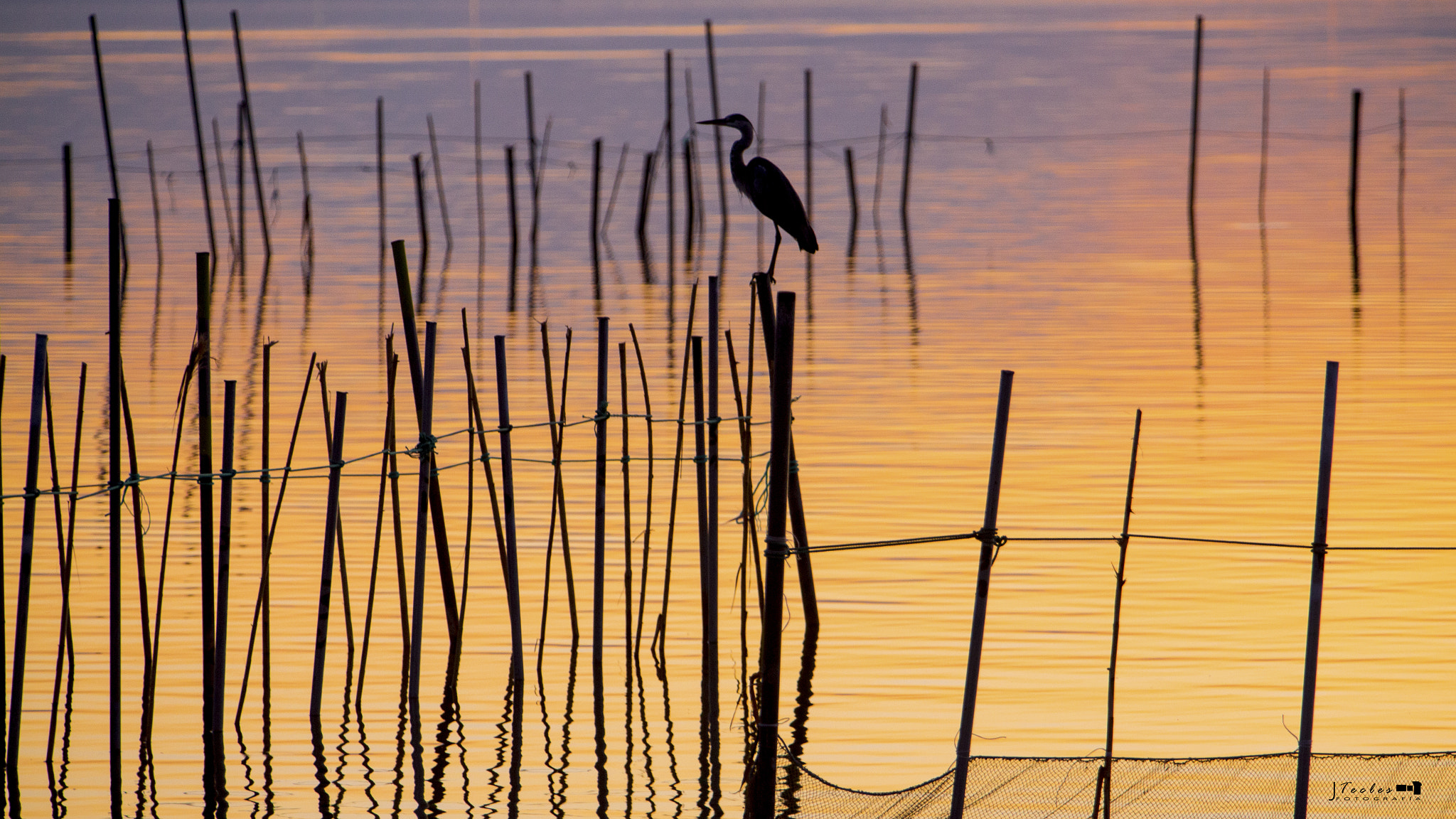 Canon EF 70-200mm F2.8L IS USM sample photo. Tarde en la albufera i. valencia. photography