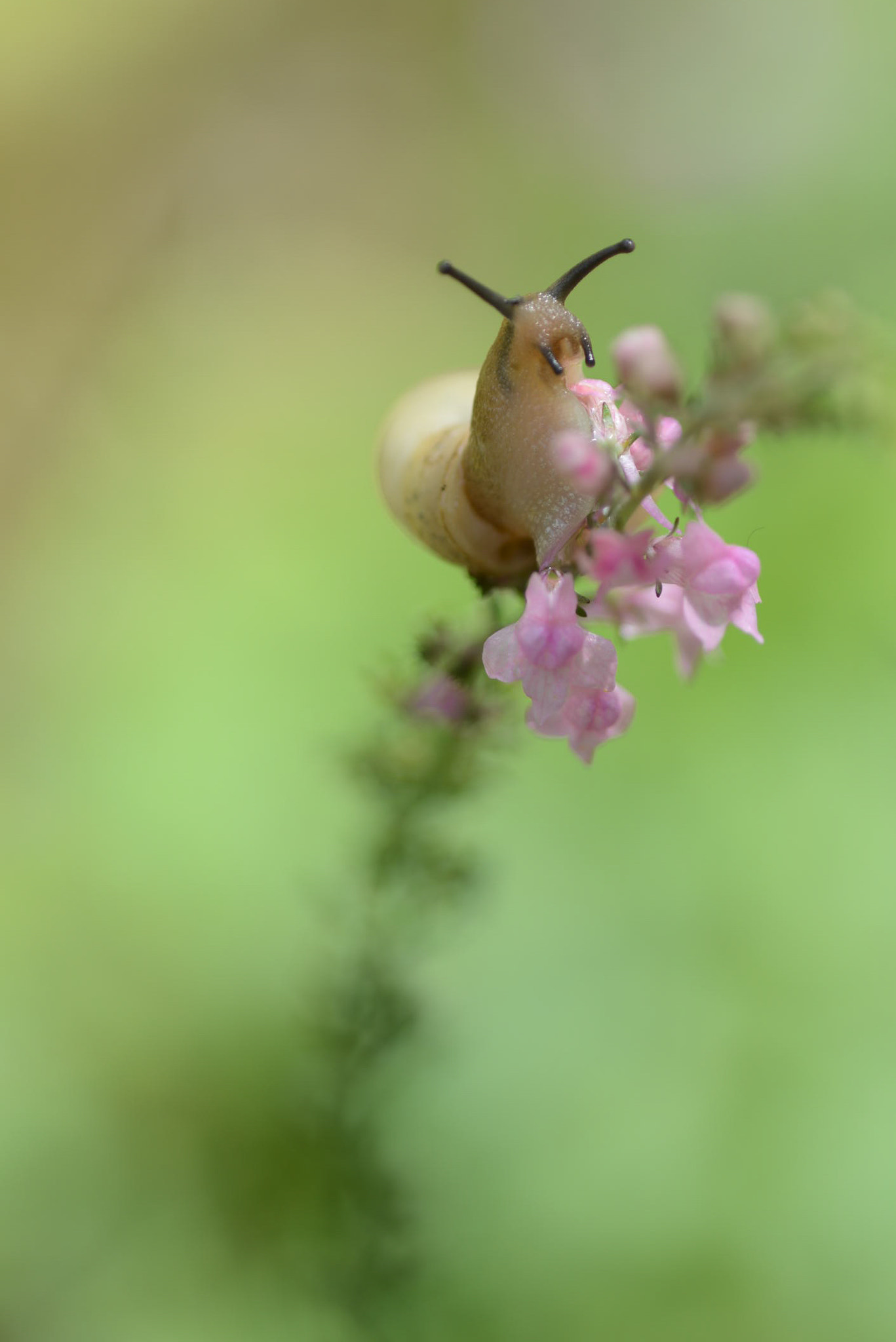 Nikon D600 sample photo. Escargot funambule photography