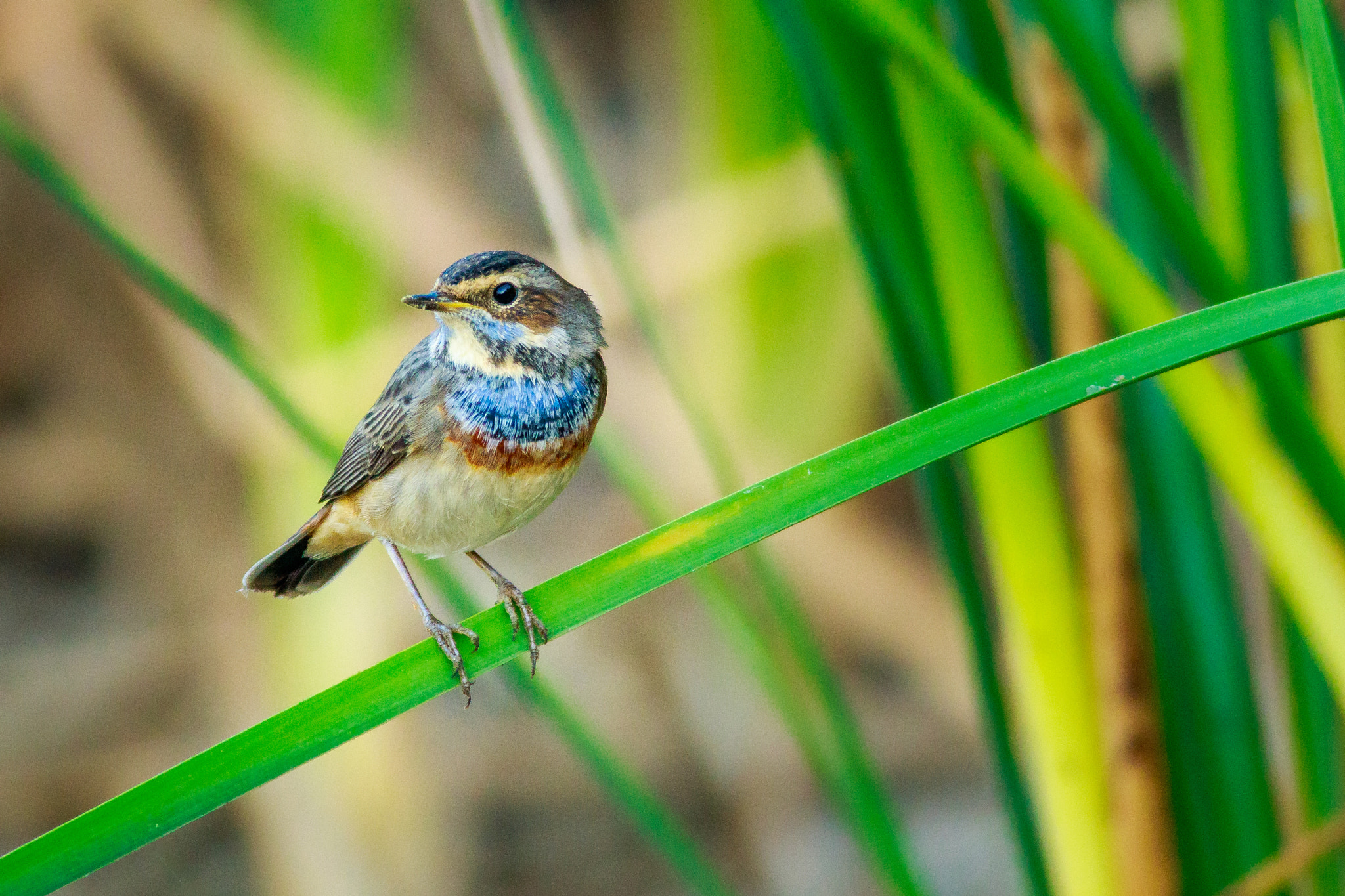 Canon EF 400mm F5.6L USM sample photo. Ruiseñor pechiazul photography