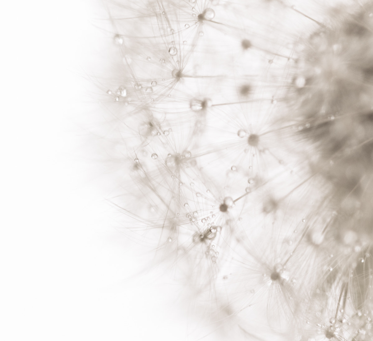Canon EF 100mm F2.8L Macro IS USM sample photo. Dandelion delights photography