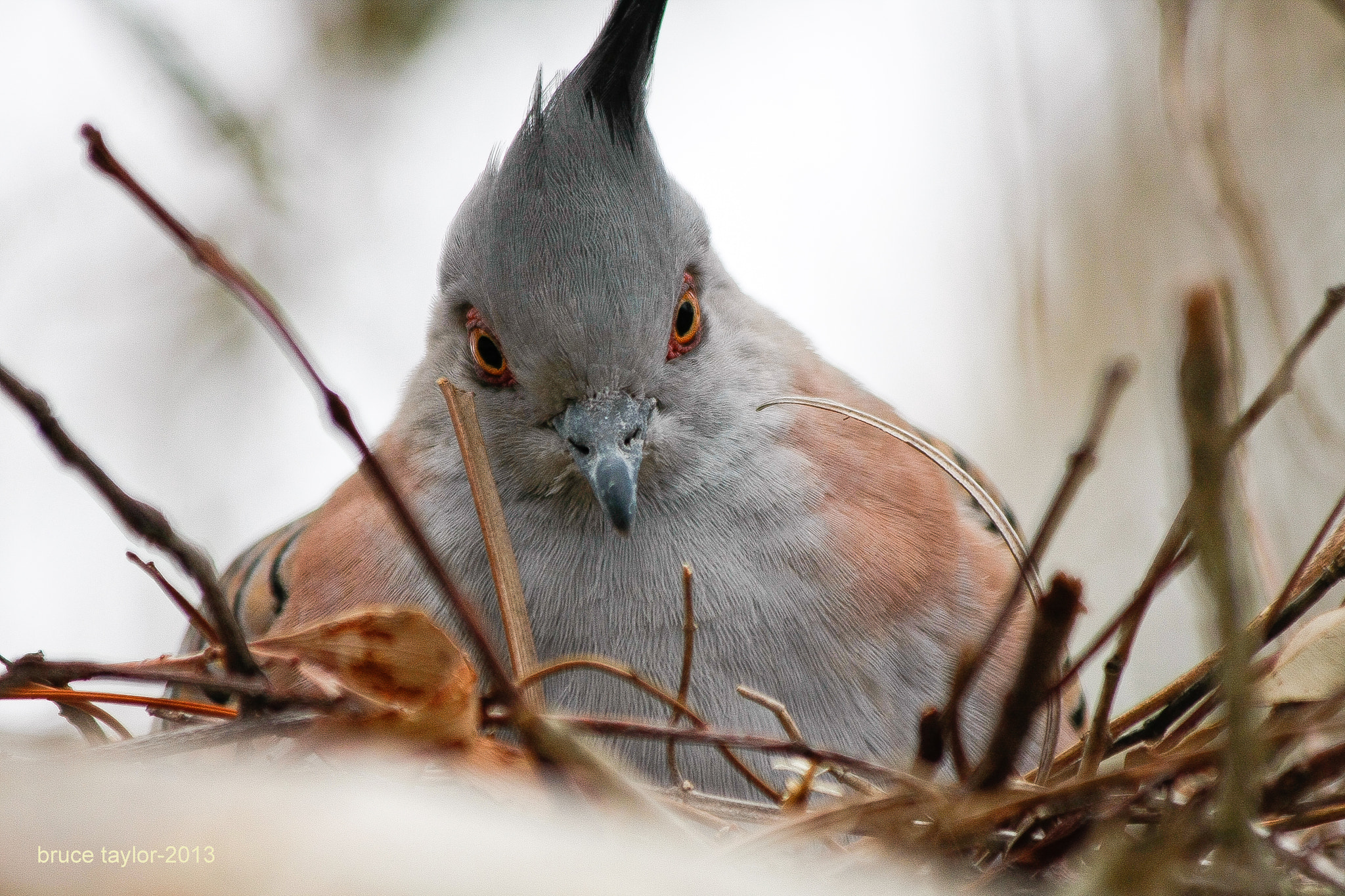 Canon EF 70-300mm F4-5.6 IS USM sample photo. Nesting photography