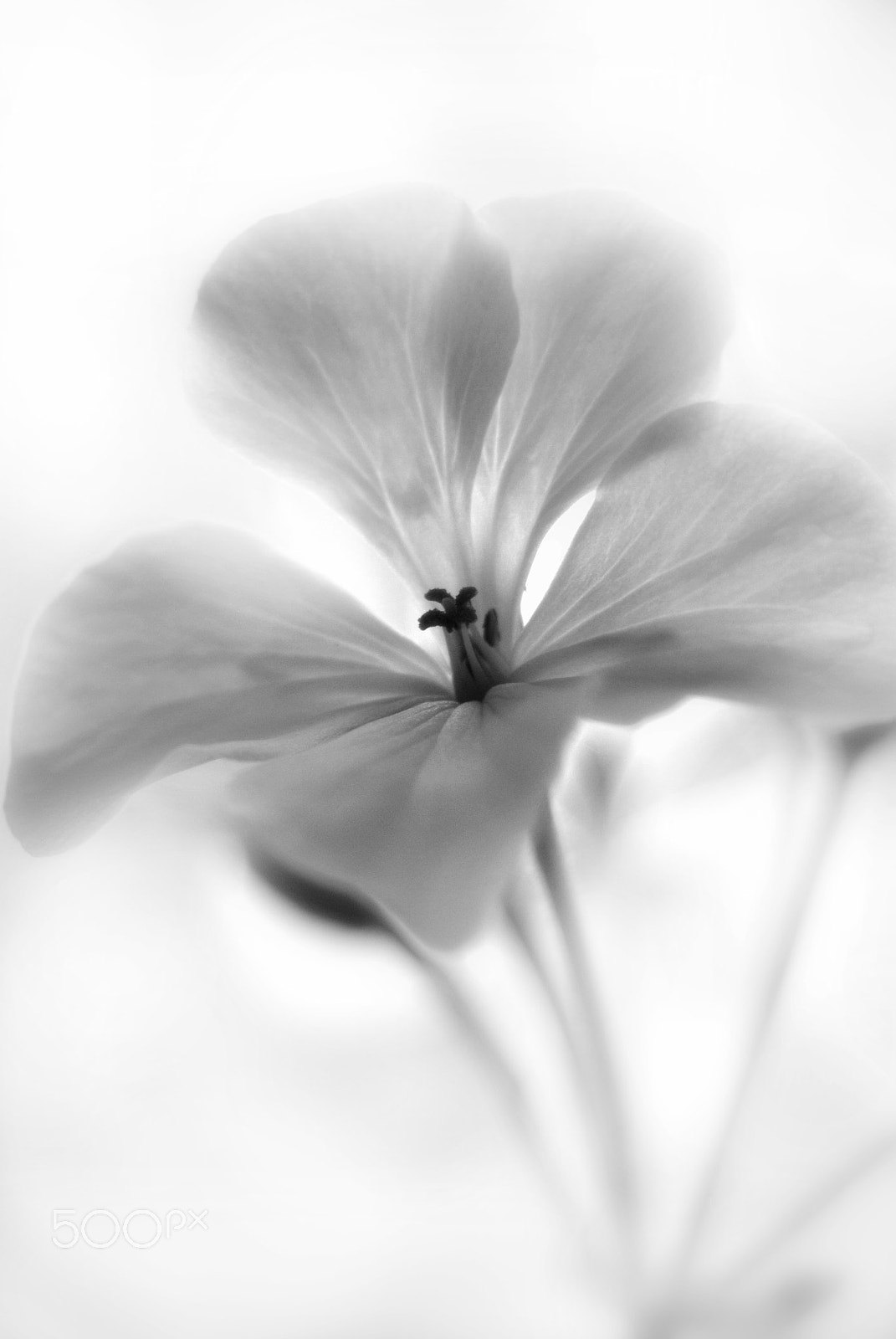 Nikon D3000 sample photo. Geranium flower photography