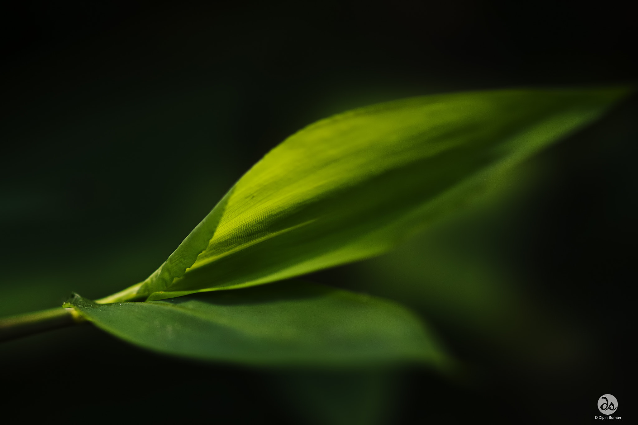 Sigma 105mm F2.8 EX DG OS HSM sample photo. Leaf art photography