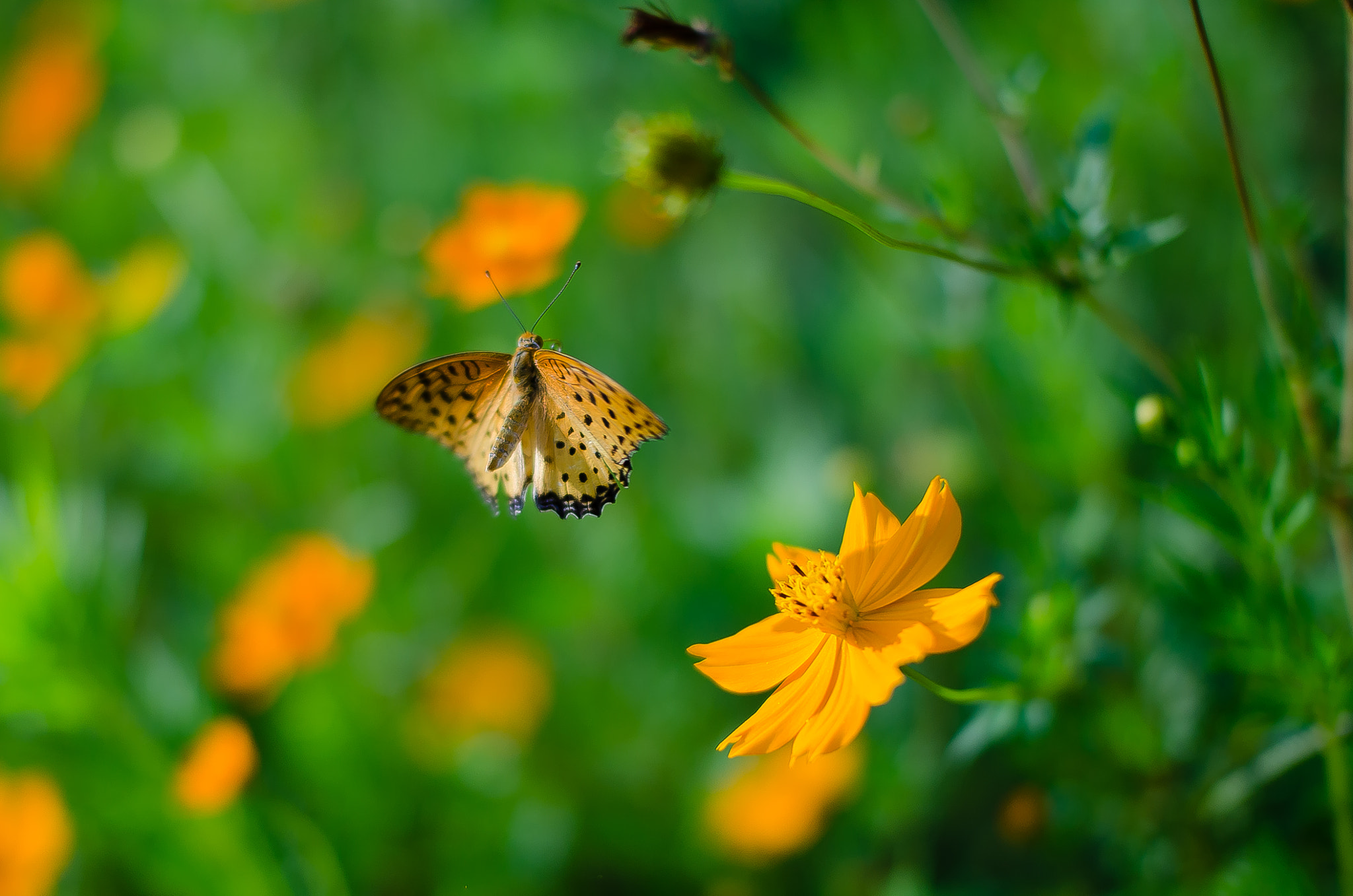 Nikon D7000 sample photo. A butterfly photography