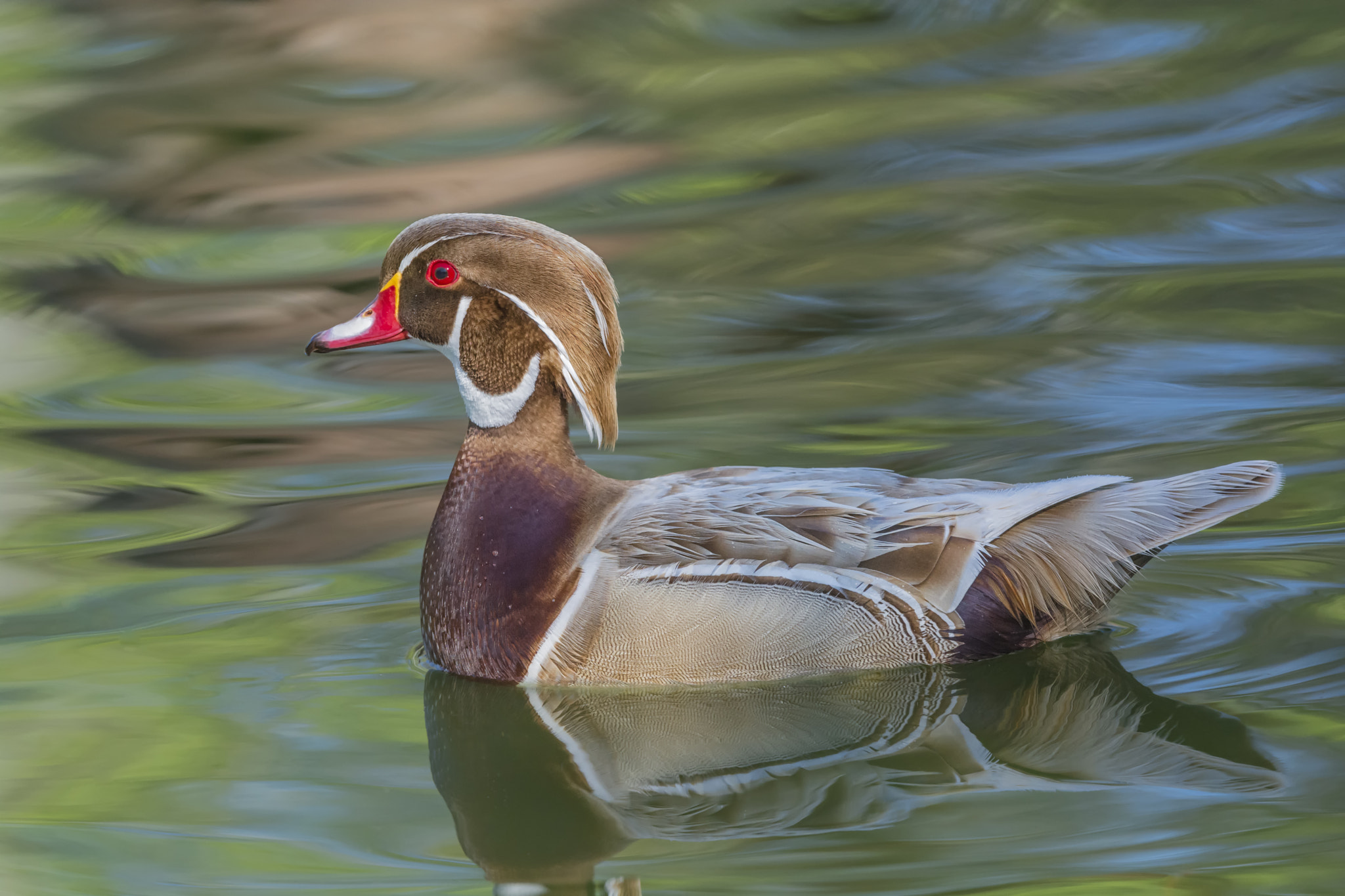 Nikon AF-S Nikkor 200-400mm F4G ED-IF VR sample photo. In fall colours... photography