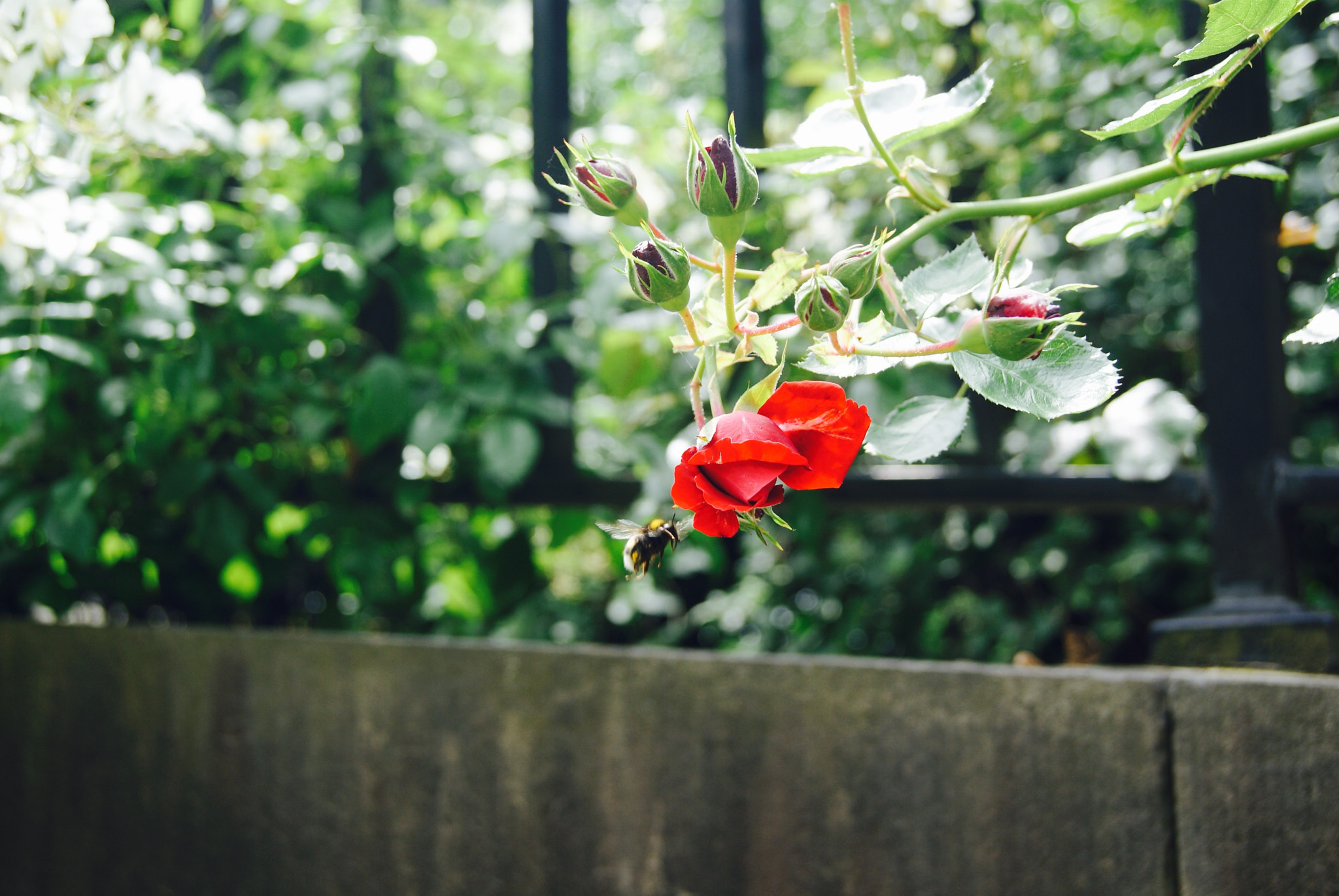 Sony DT 18-55mm F3.5-5.6 SAM II sample photo. Flower photography