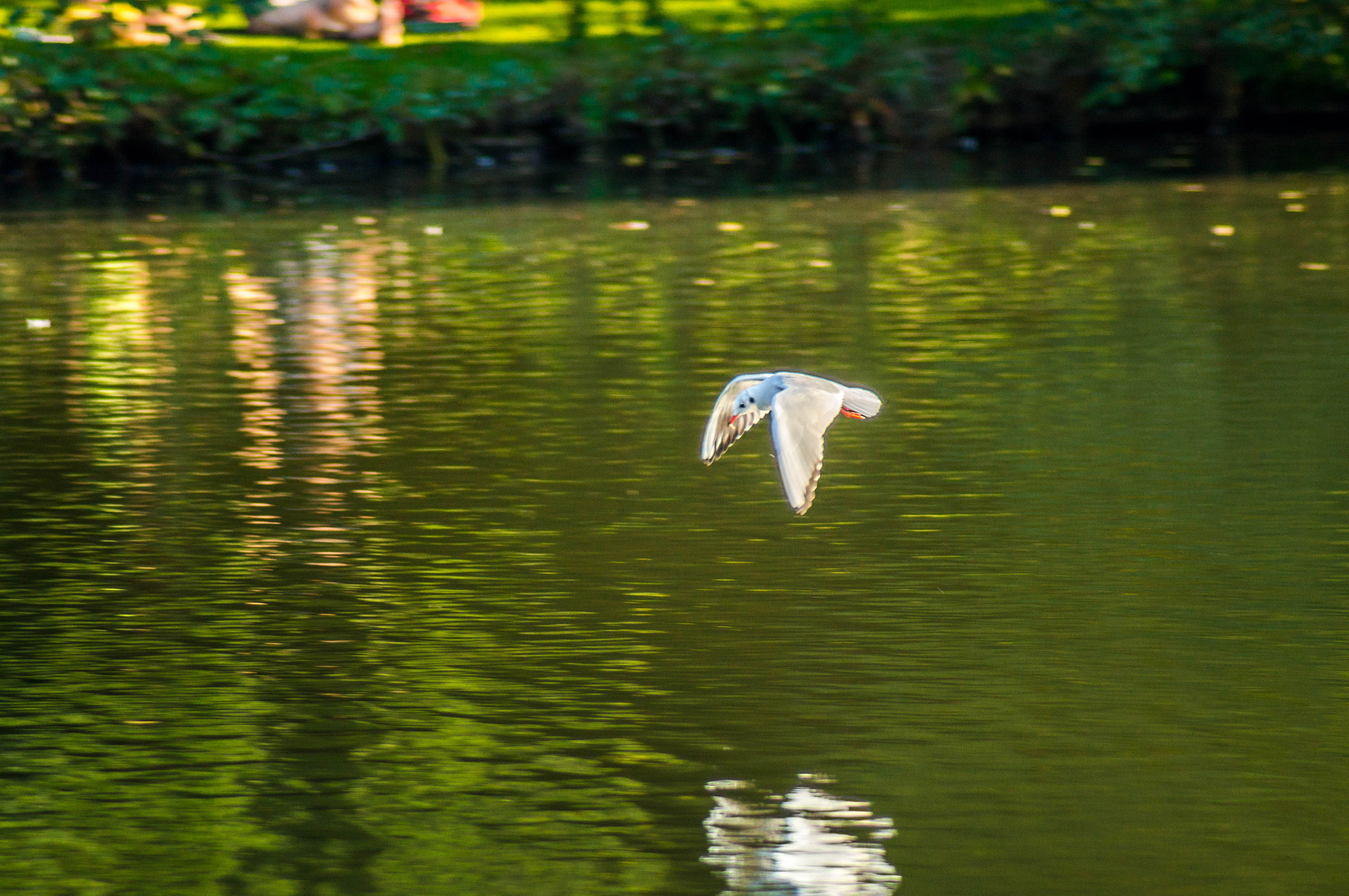 Minolta AF 70-210mm F4.5-5.6 [II] sample photo. Reflection of freedom photography