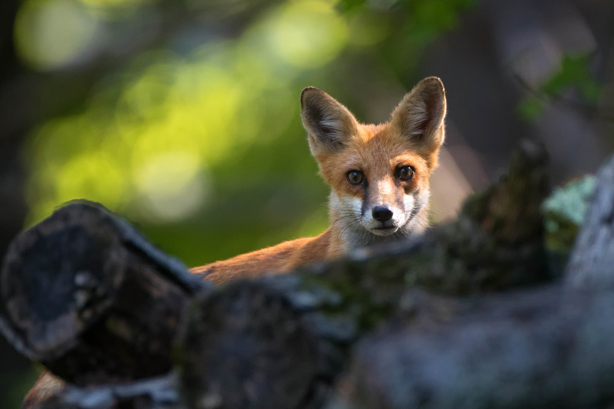 Canon EF 500mm F4L IS USM sample photo. Twig on firewood photography