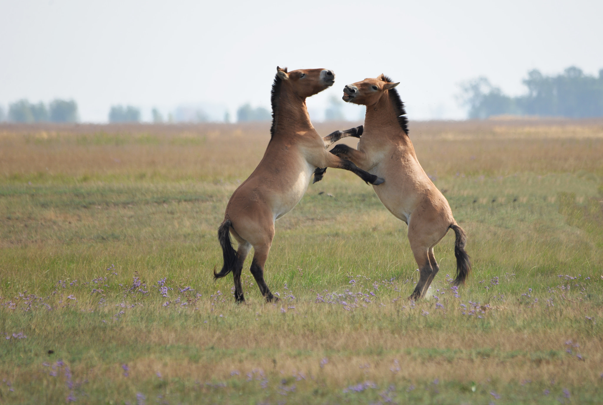 Nikon D610 sample photo. Wild horses photography