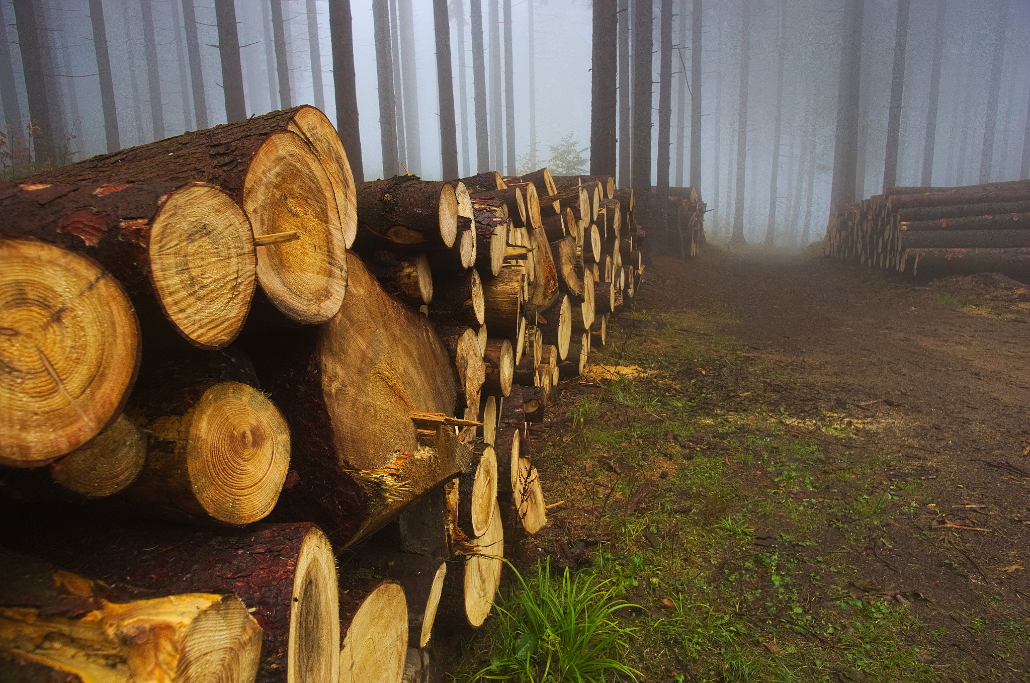 Pentax K-5 + Pentax smc DA 15mm F4 ED AL Limited sample photo. Timber in kaczawskie mountains photography