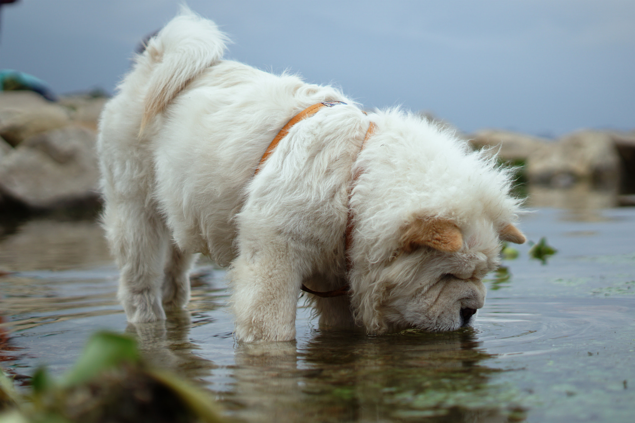Sony FE 50mm F1.8 sample photo. 洱海 photography