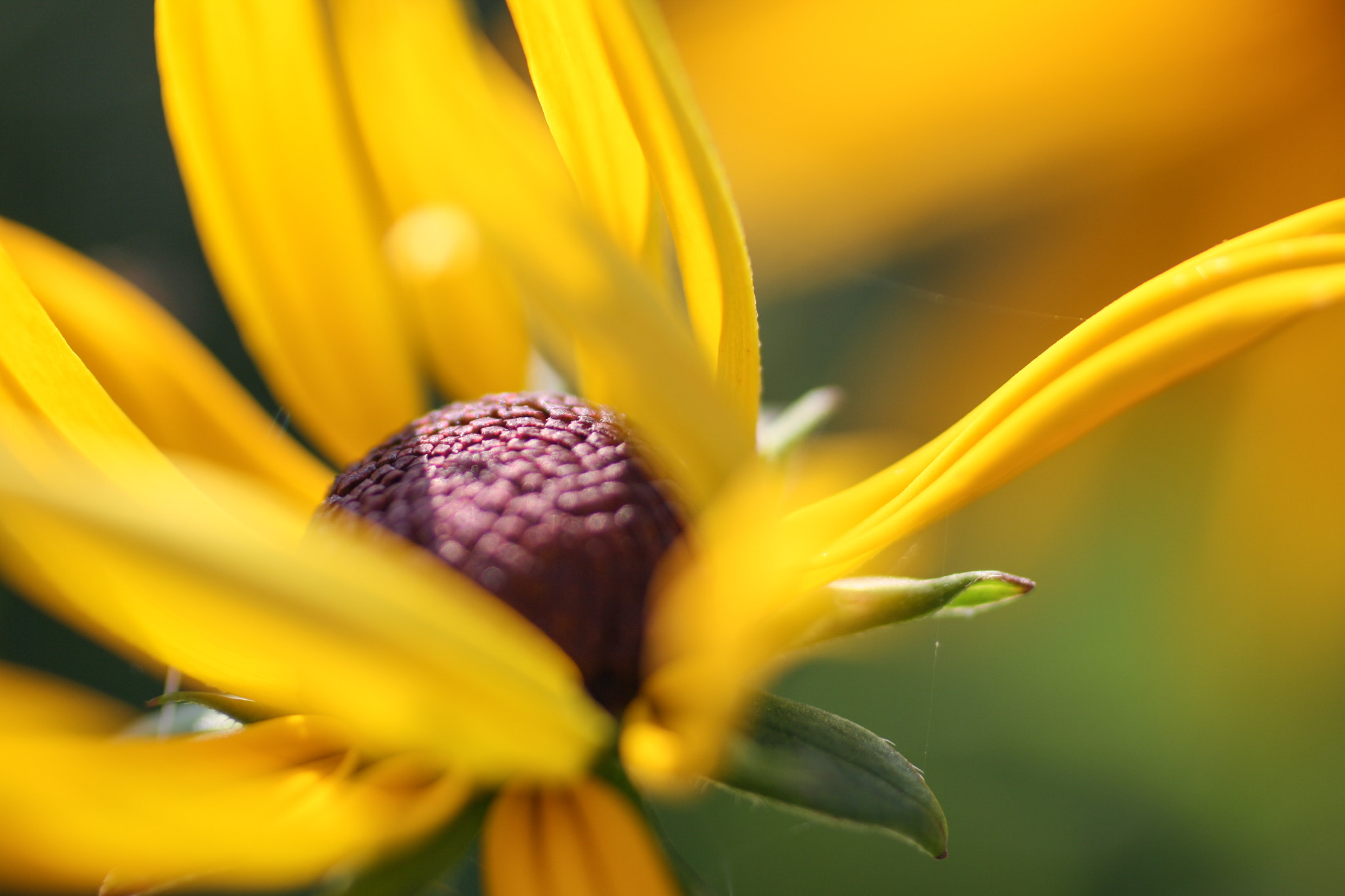 Canon EOS 1000D (EOS Digital Rebel XS / EOS Kiss F) + Canon EF 50mm F2.5 Macro sample photo. Yellow beauty photography