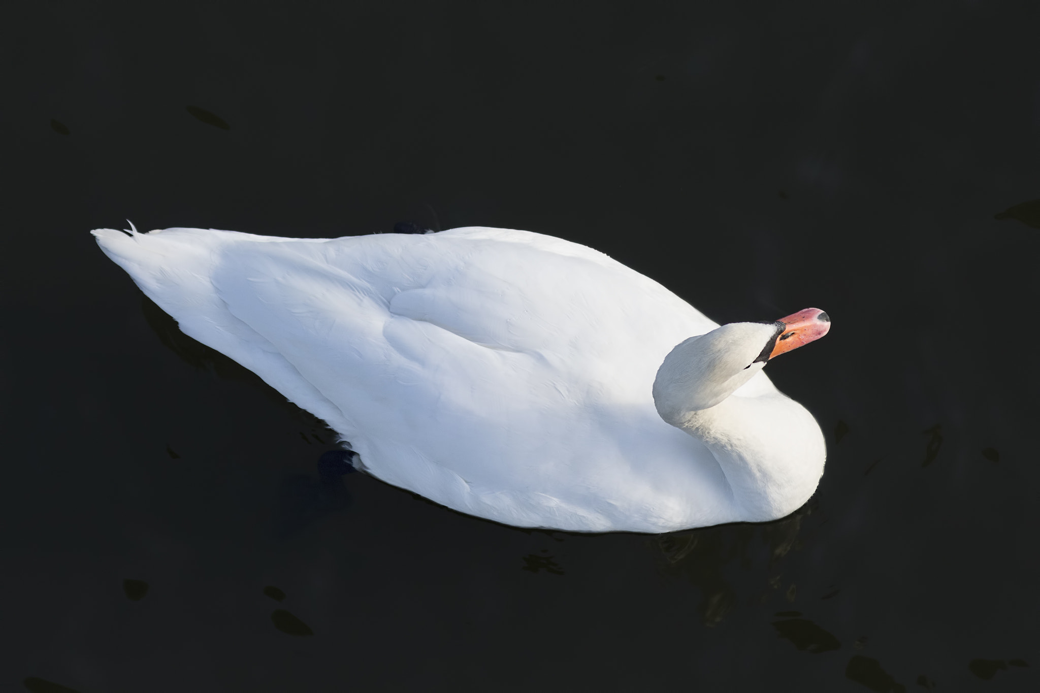 Canon EOS 700D (EOS Rebel T5i / EOS Kiss X7i) + Canon EF 75-300mm F4.0-5.6 IS USM sample photo. White swan taken from above on dark water surface. photography