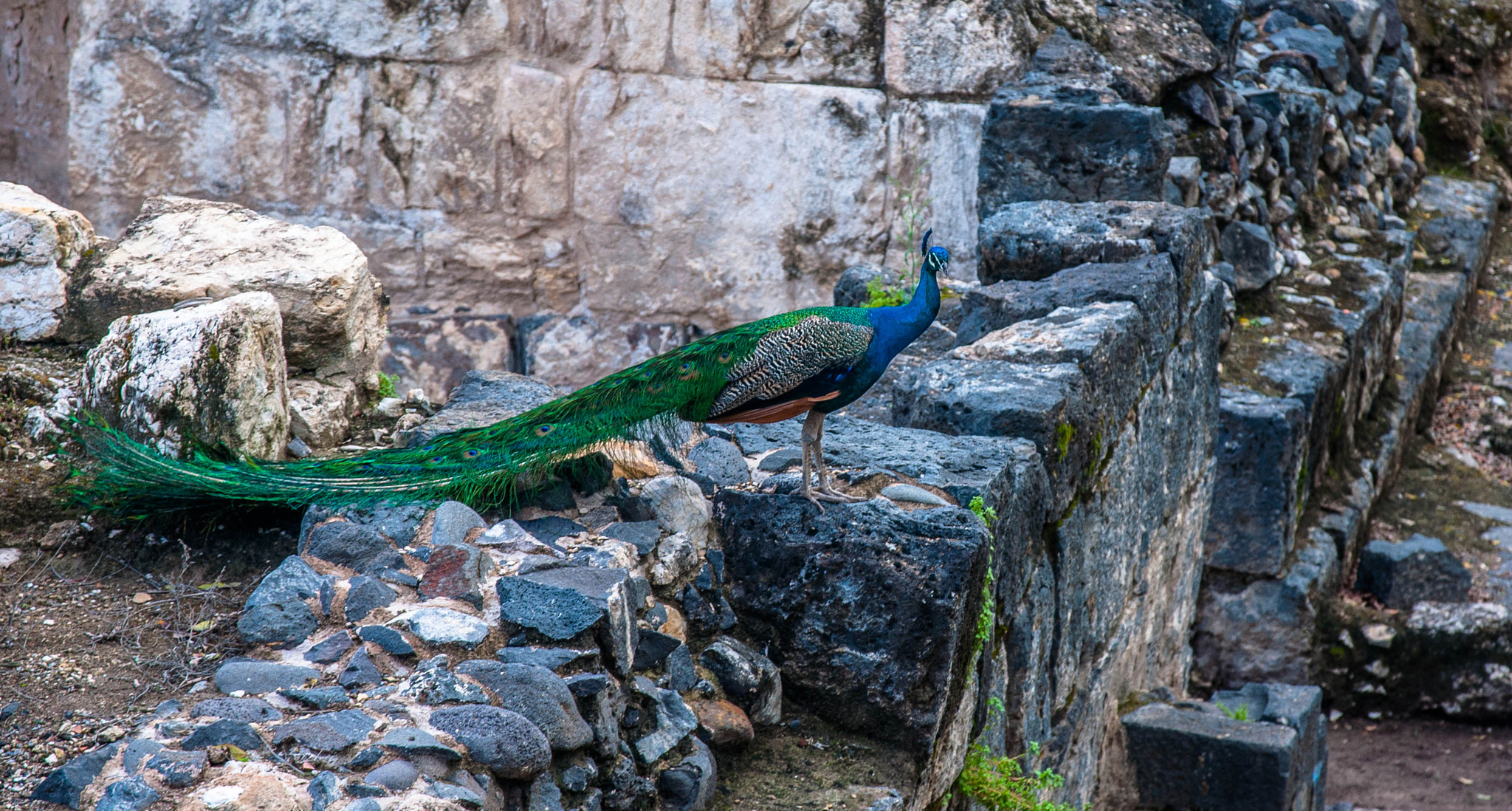 Sigma 17-70mm F2.8-4 DC Macro OS HSM | C sample photo. Peacock on the ruins of the ancient gadara photography