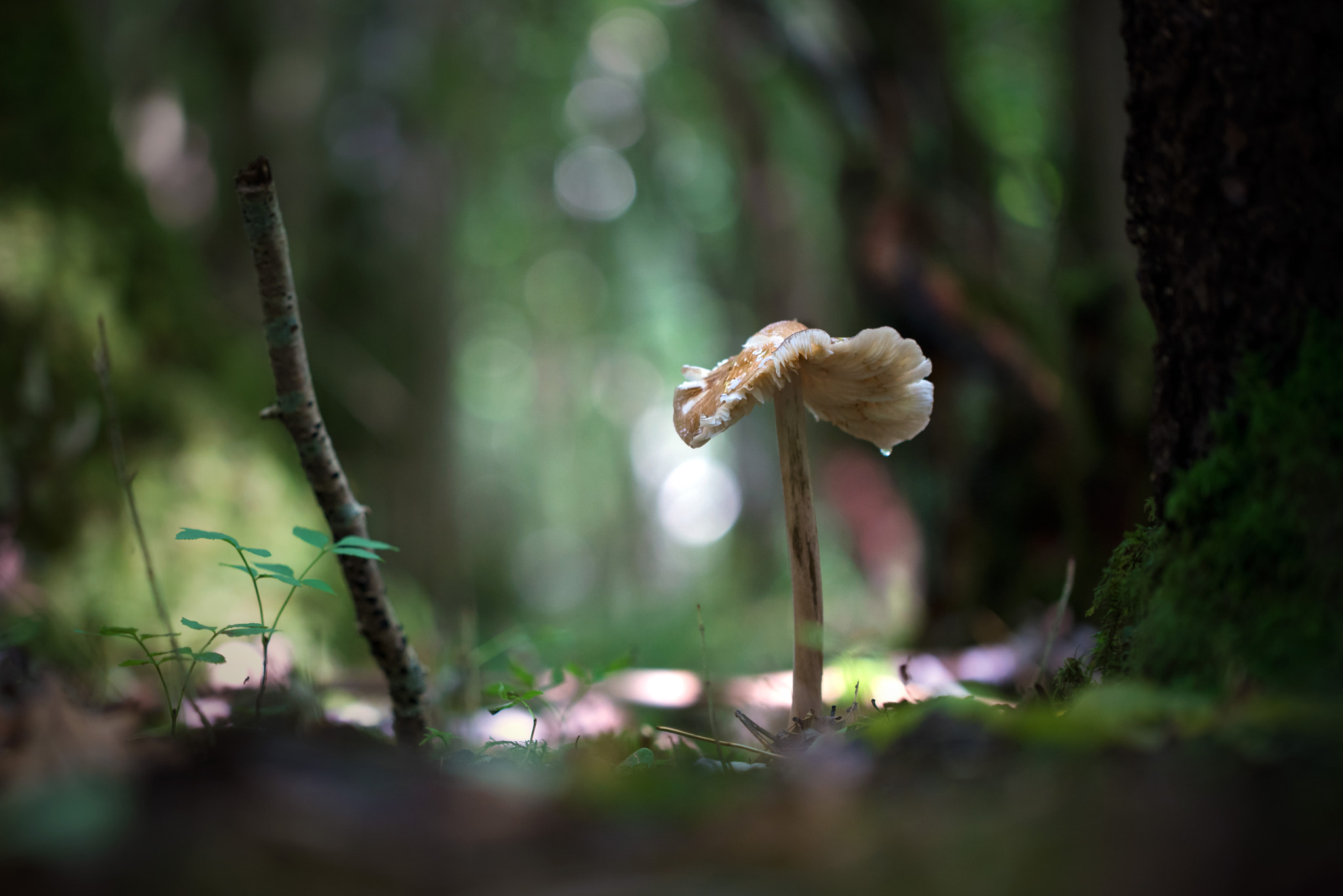 Sony a7R II sample photo. Woodland floor photography