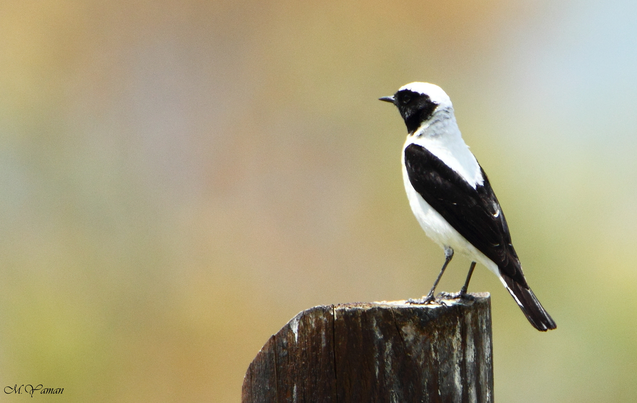 Tamron SP 150-600mm F5-6.3 Di VC USD sample photo. Black-eared wheatear photography