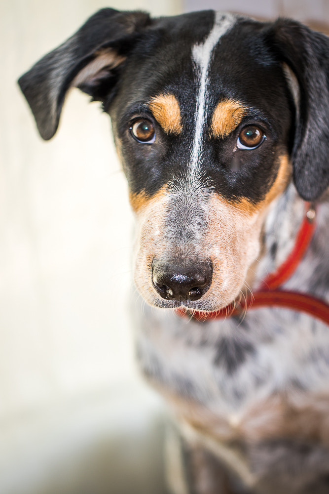 Canon EF 100mm F2.8L Macro IS USM sample photo. Shooting dog photography