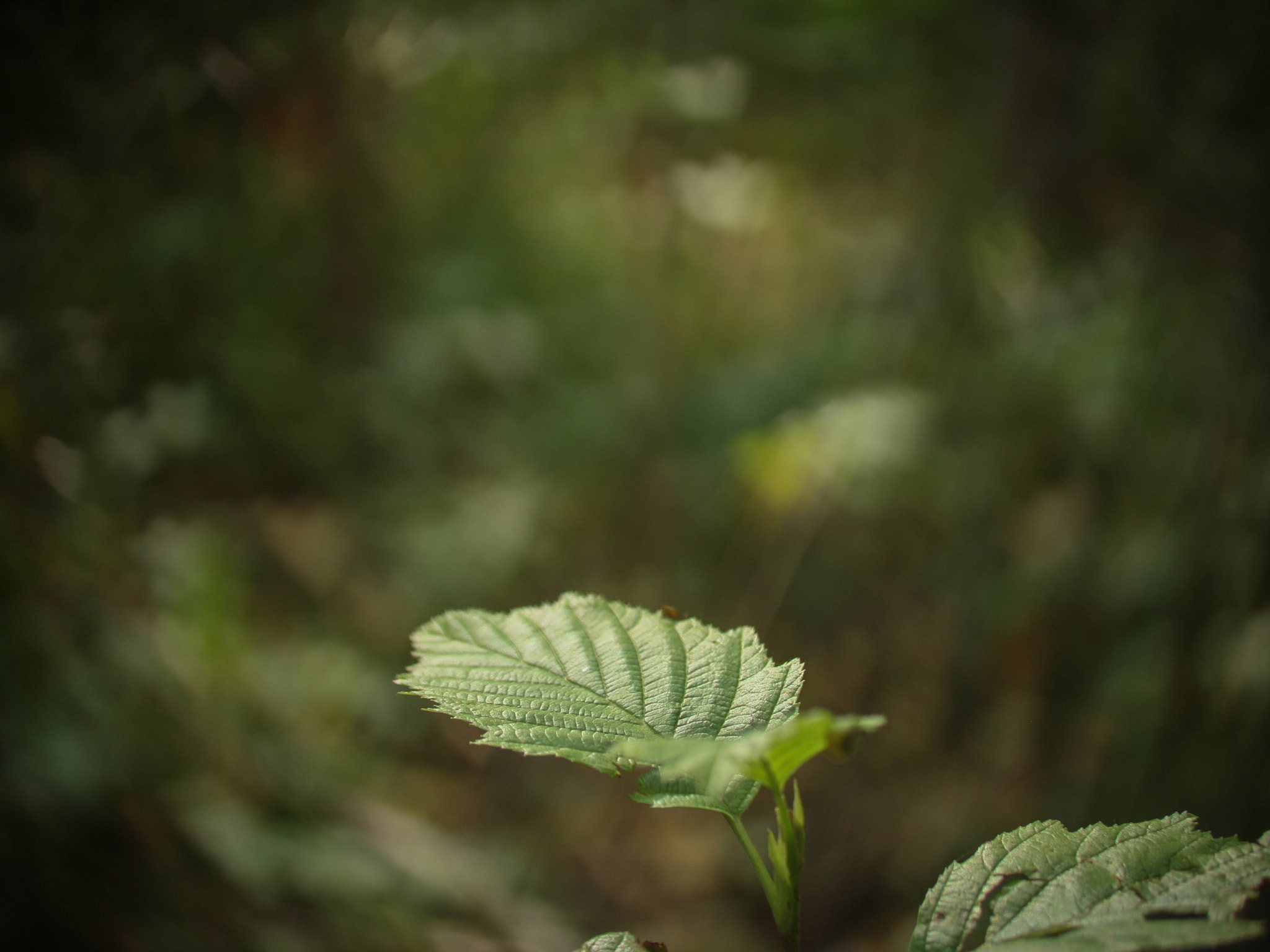 Canon EOS 1000D (EOS Digital Rebel XS / EOS Kiss F) + Canon EF 50mm F2.5 Macro sample photo. The bokeh is real photography