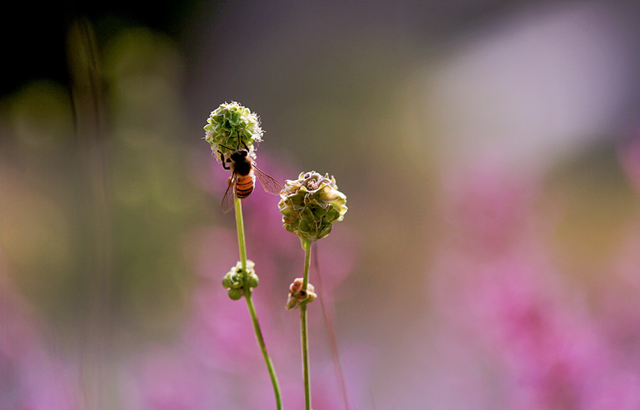 Pentax K20D sample photo. Bee photography