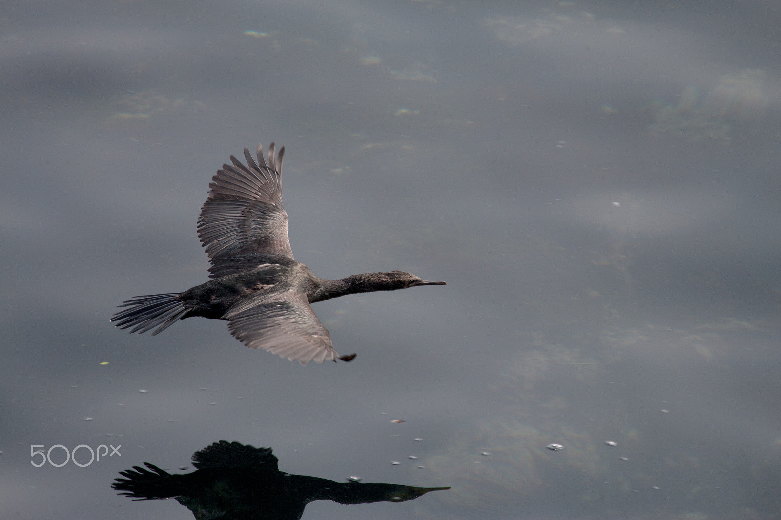 Canon EF 100-400mm F4.5-5.6L IS USM sample photo. 304.jpg photography