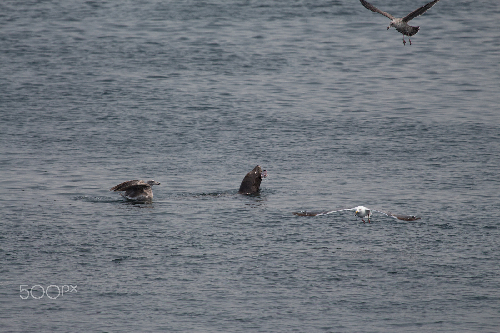 Canon EF 100-400mm F4.5-5.6L IS USM sample photo. 305.jpg photography
