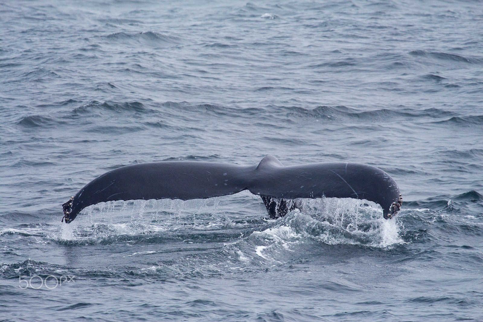 Canon EF 100-400mm F4.5-5.6L IS USM sample photo. 313.jpg photography