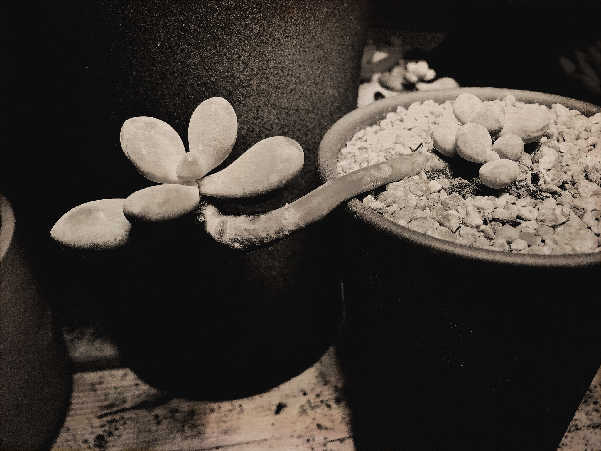 Hipstamatic 321 sample photo. Flower，no.5 photography
